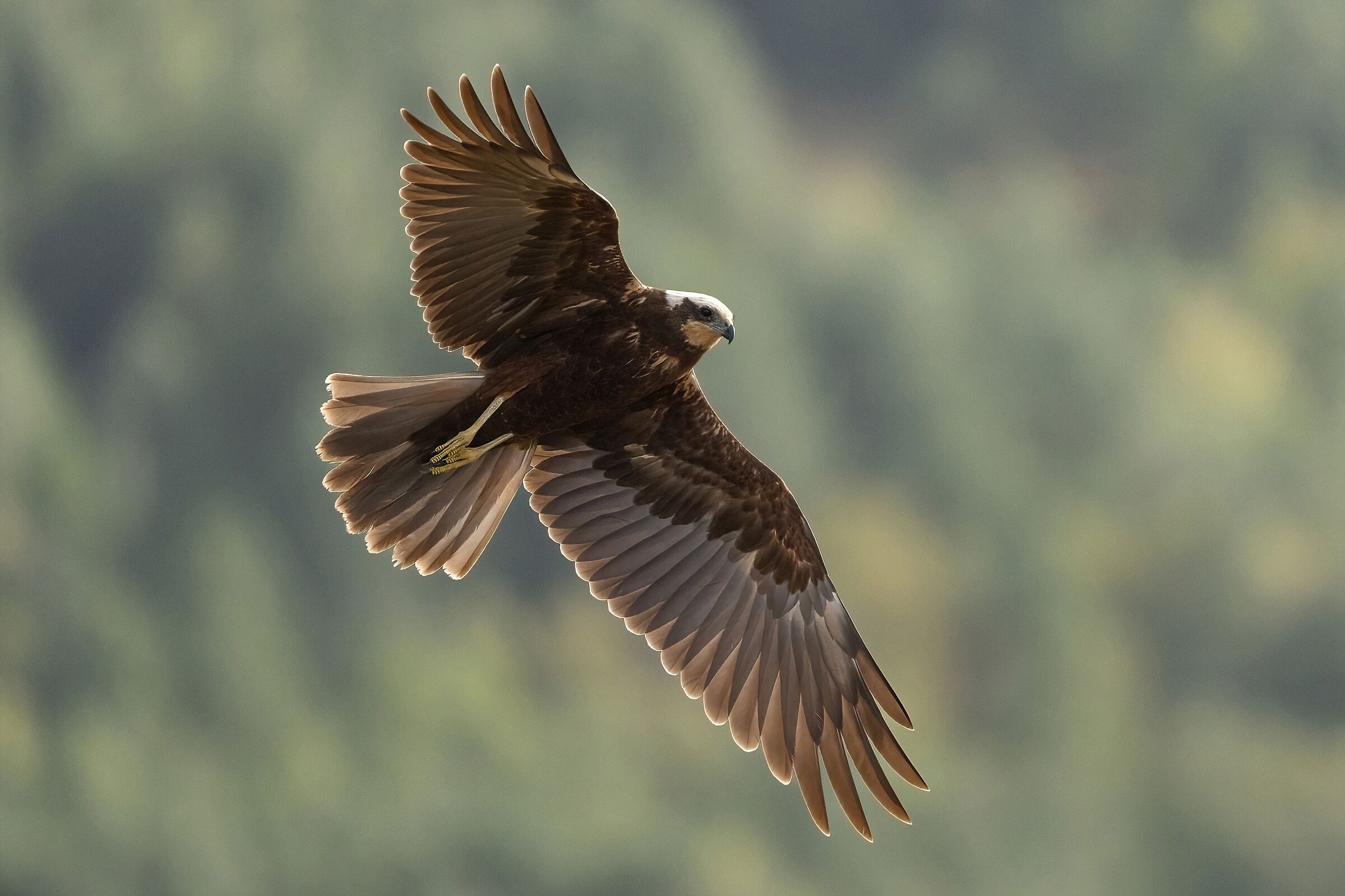 Falco di palude (Circus aeruginosus)