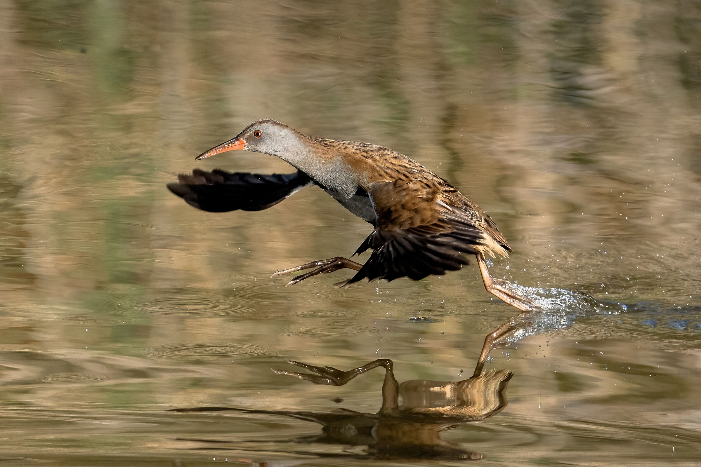 Porciglione (Rallus aquaticus)