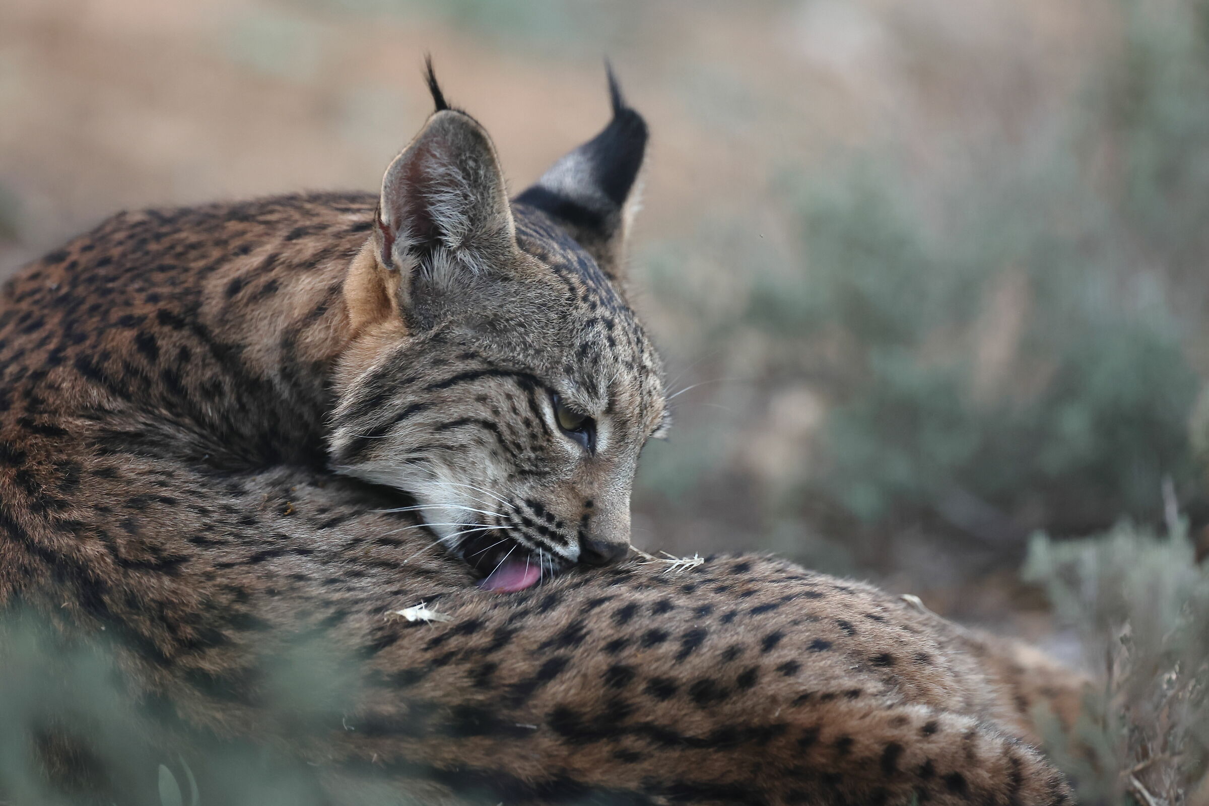 Lince Pardina cucciolo maschio