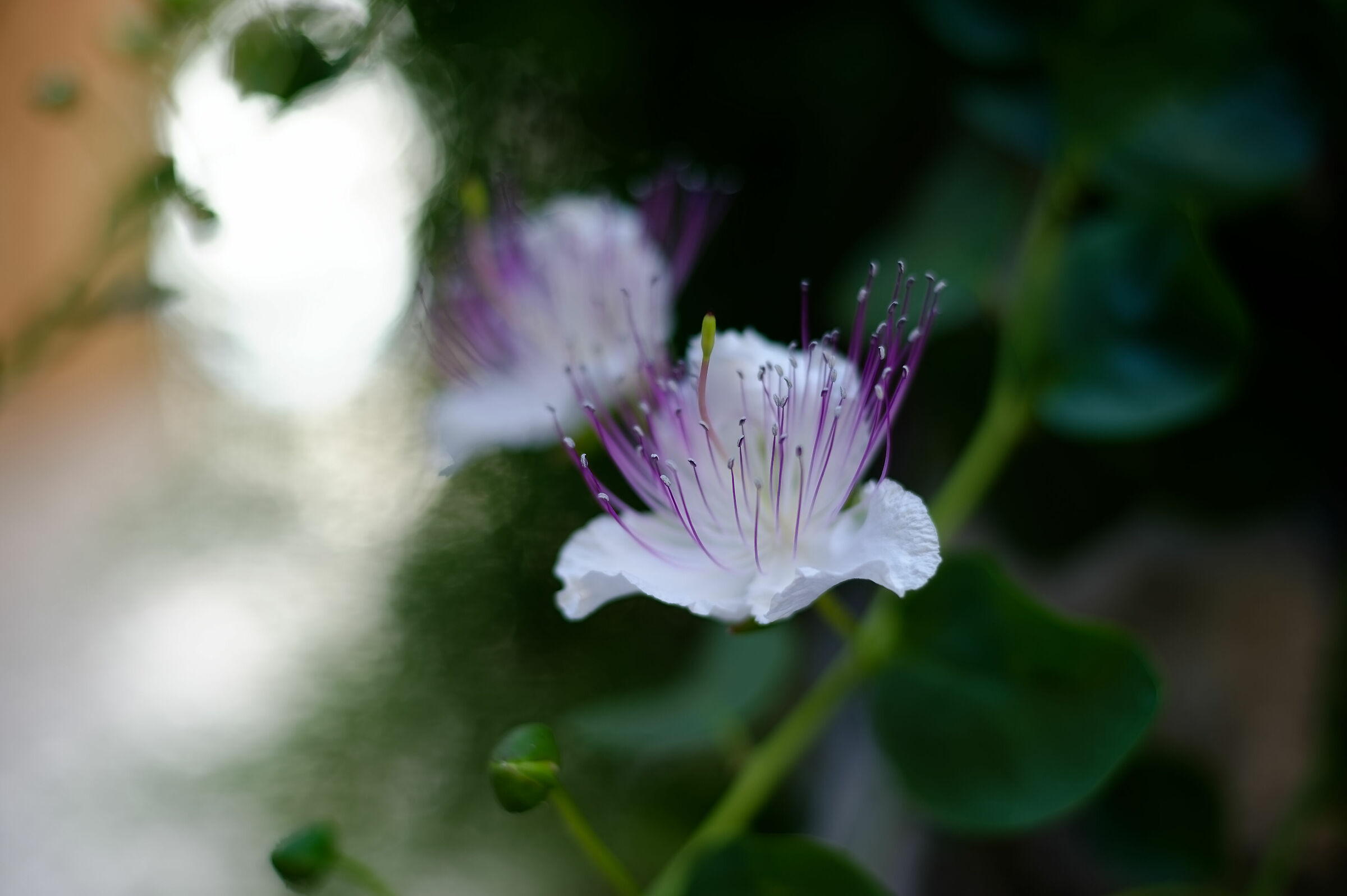 Fiore di arredo urbano a Sermoneta