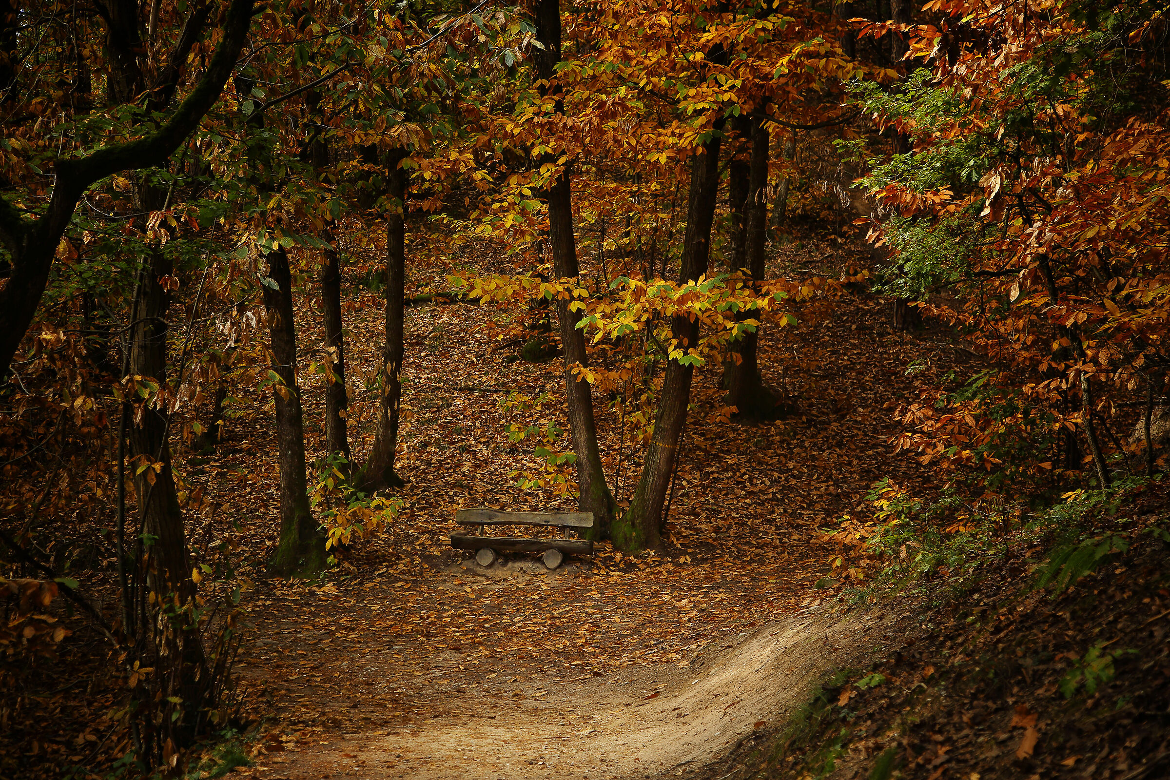 C'è una strada nel bosco