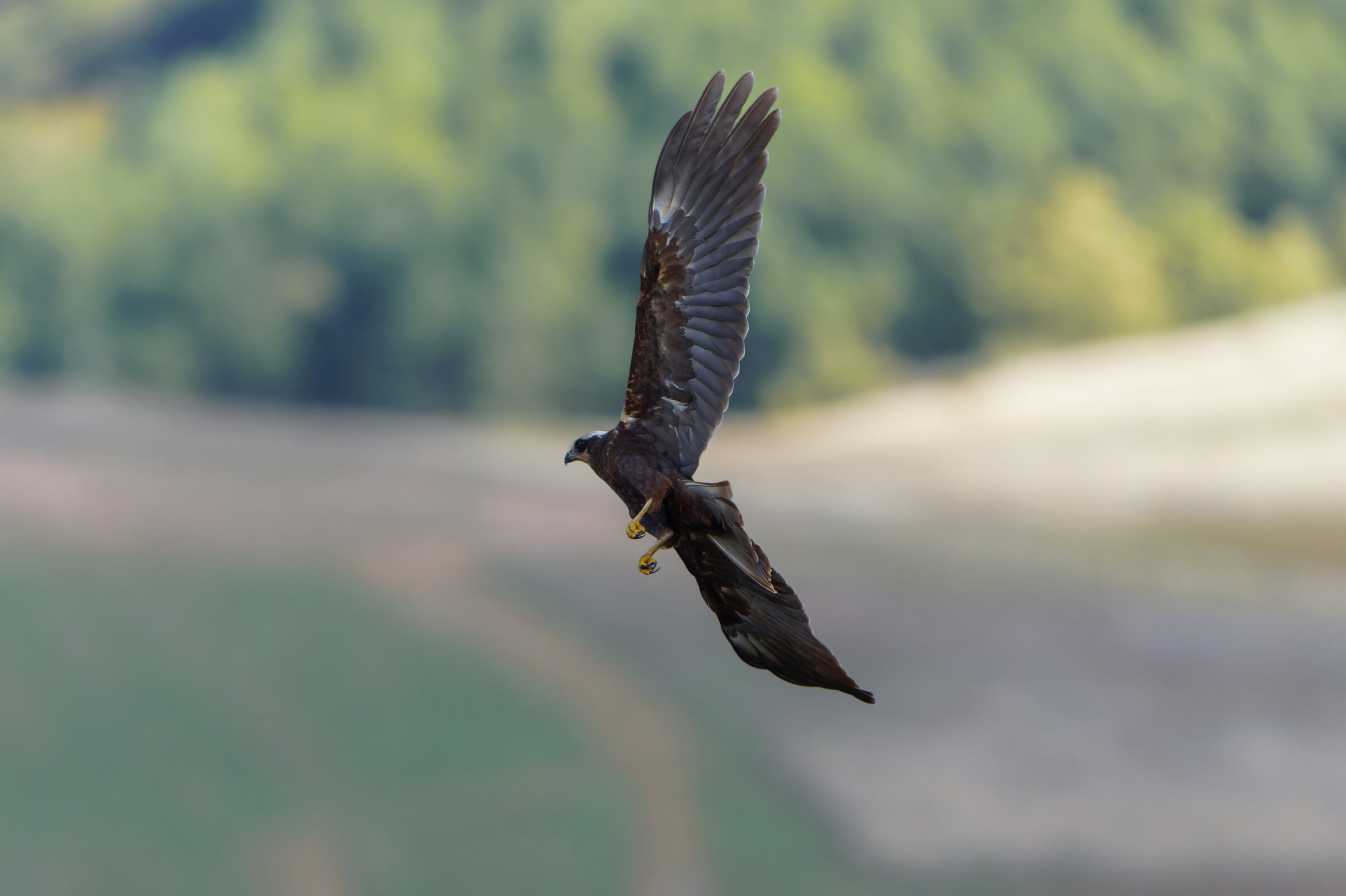 Falco di palude femmina