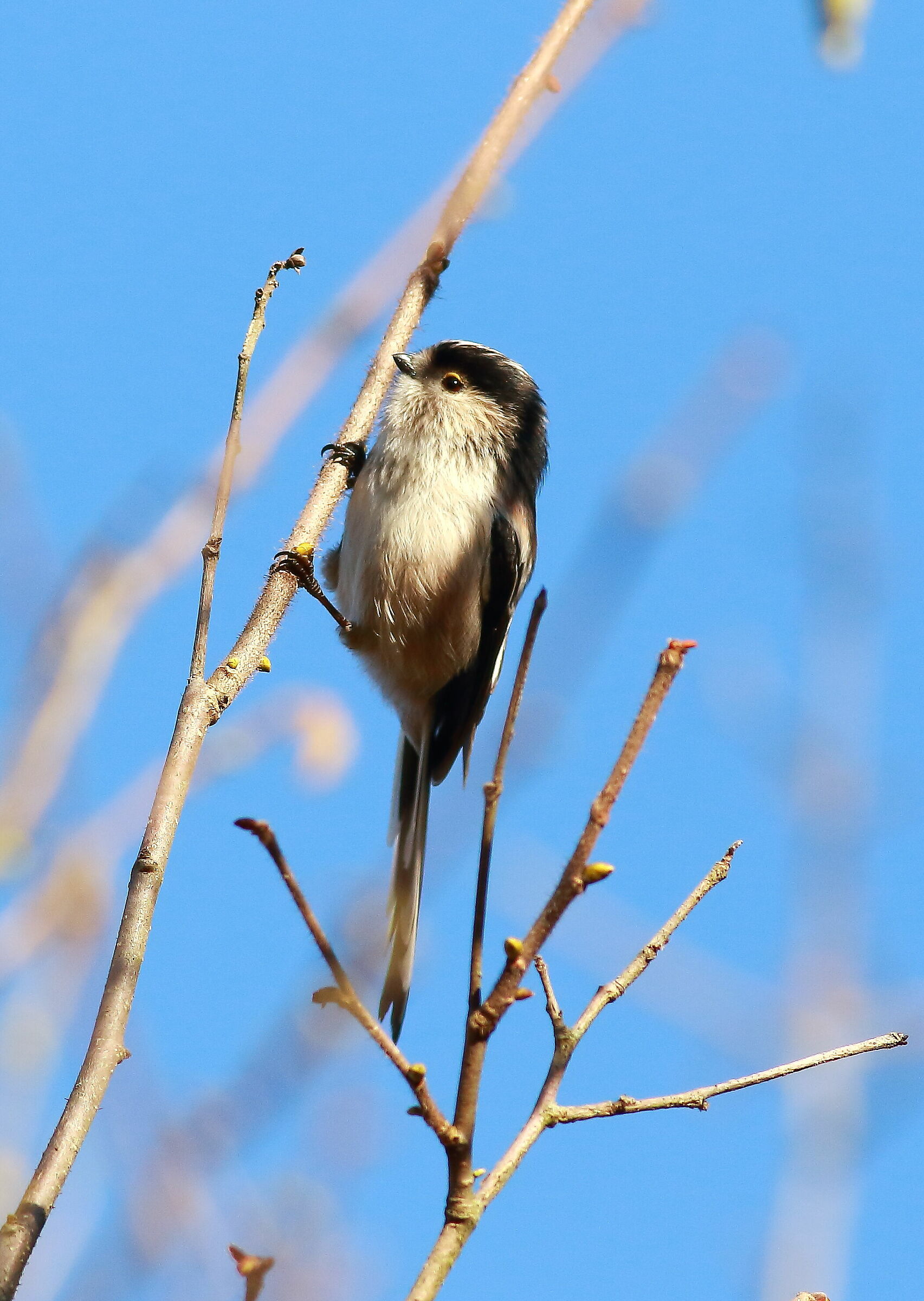 Codibugnolo - foresta Carpaneta (mn)