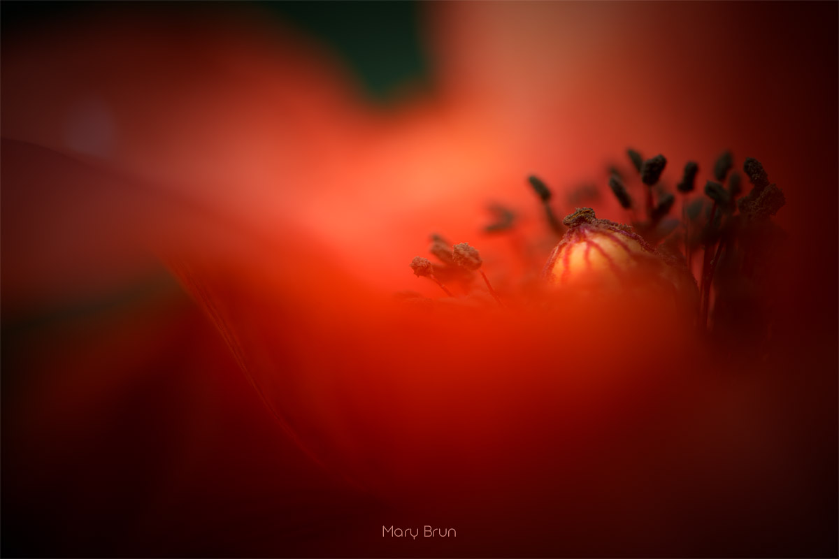 Red Poppy