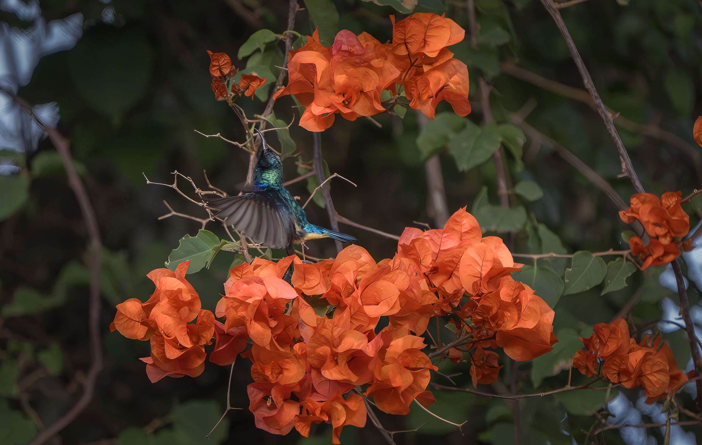 Colibrì della Palestina