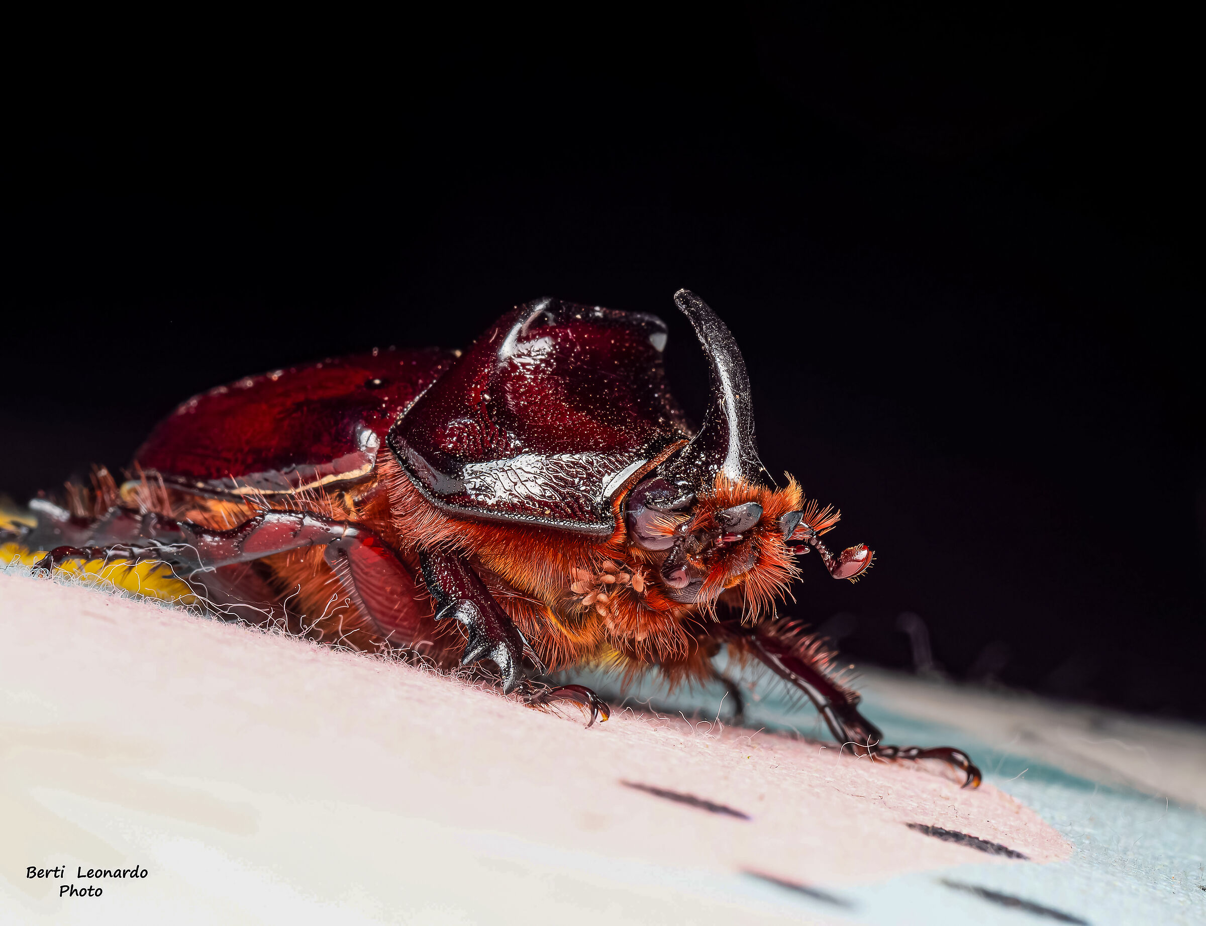 scarabeo rinoceronte