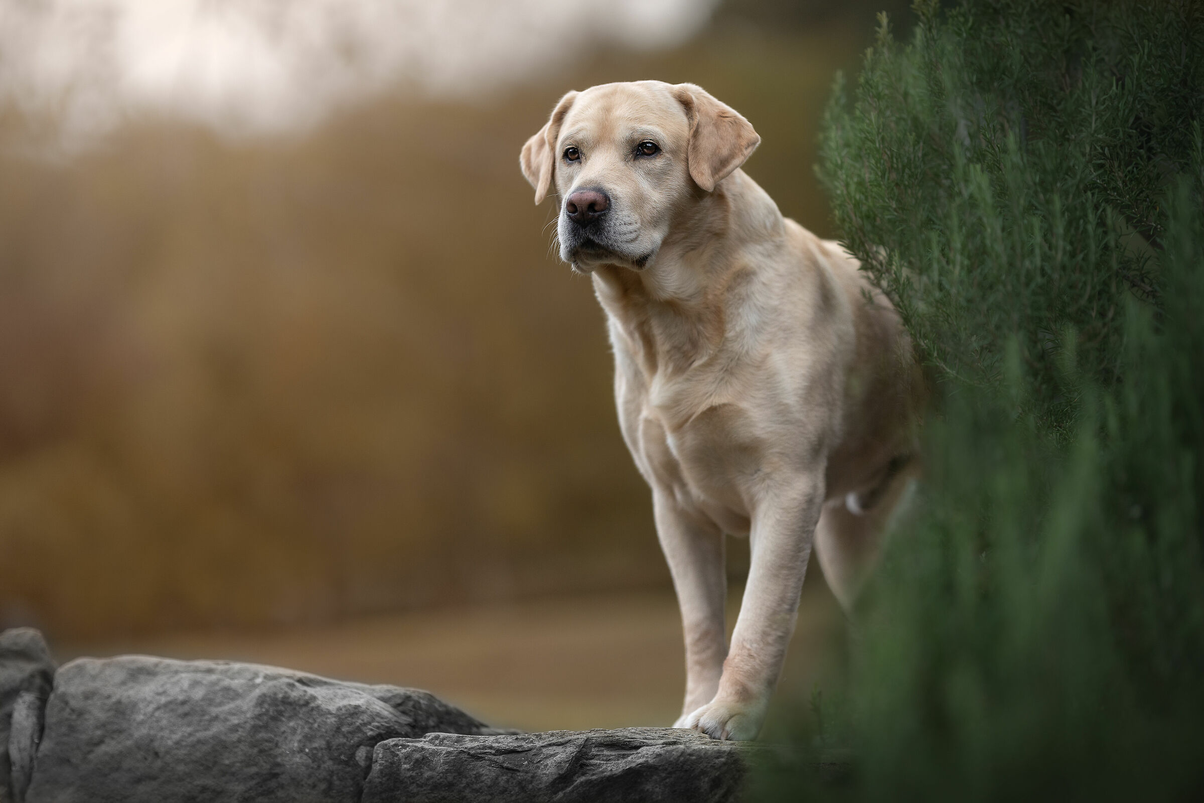 Diego, the majestic lab