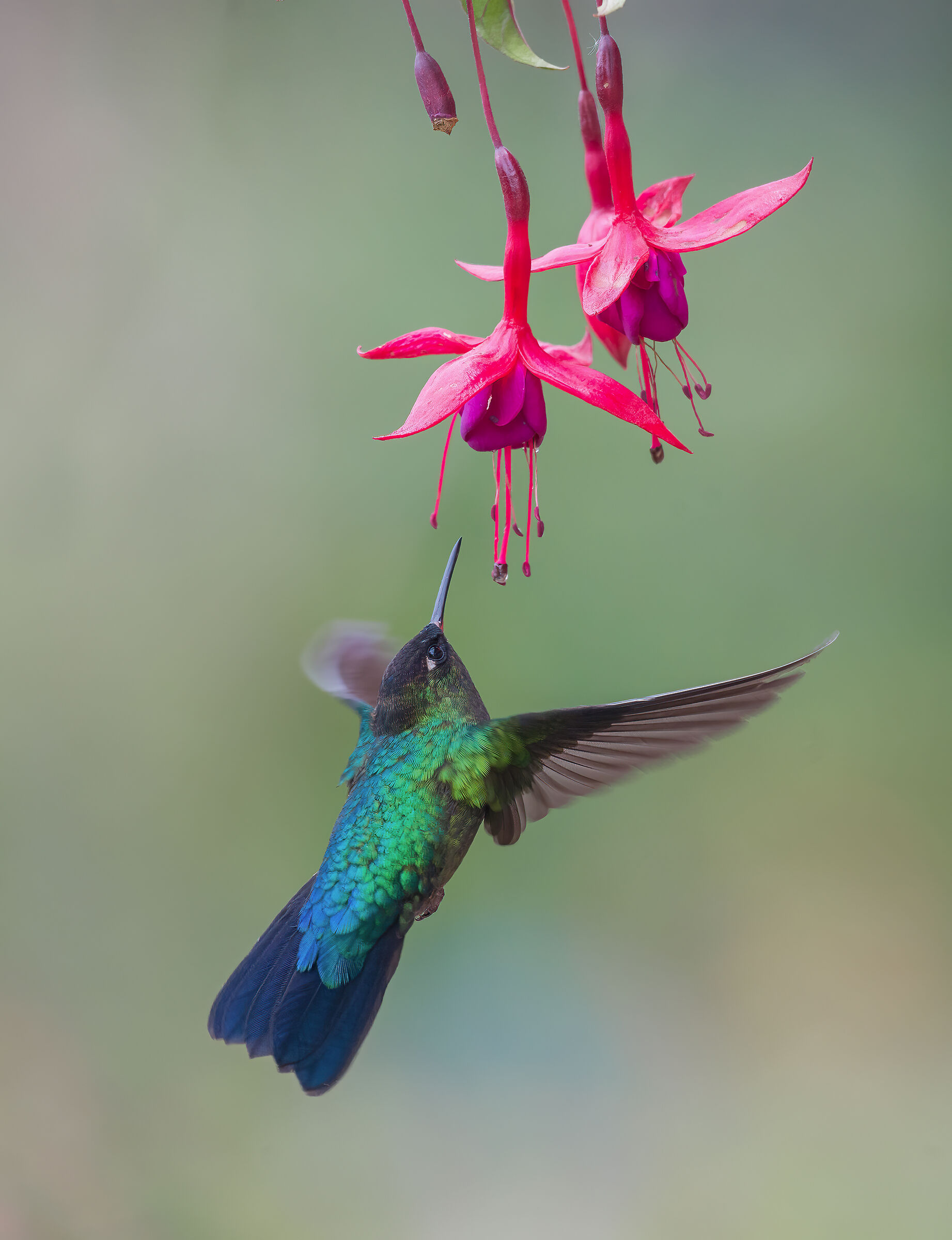 Mountain hummingbirds 2