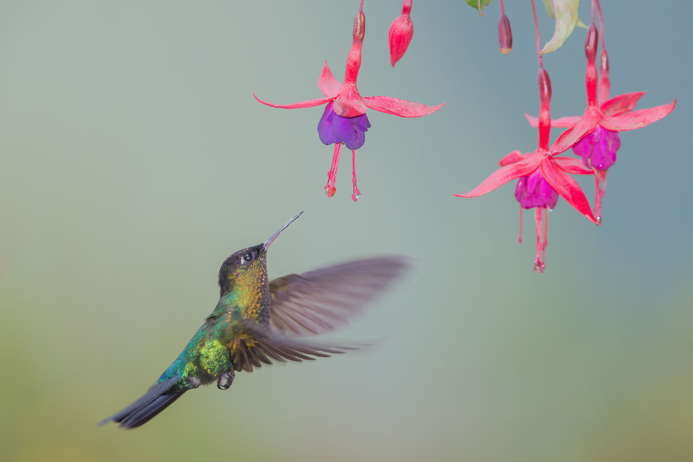 Mountain hummingbirds 3