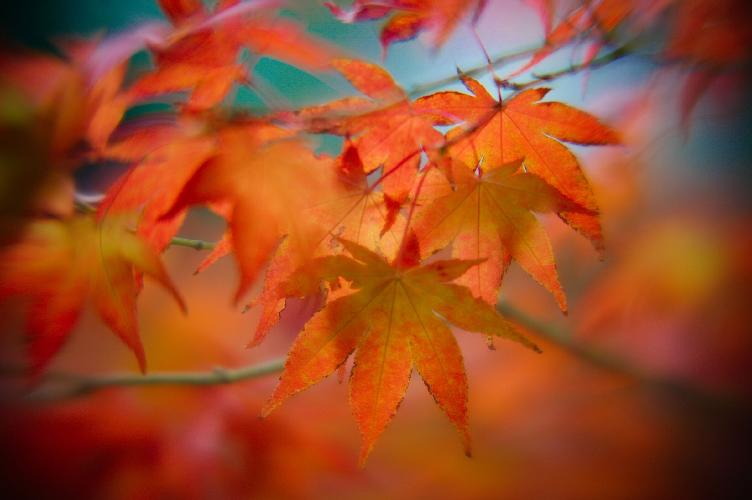 Acer Palmatum in Clingendael