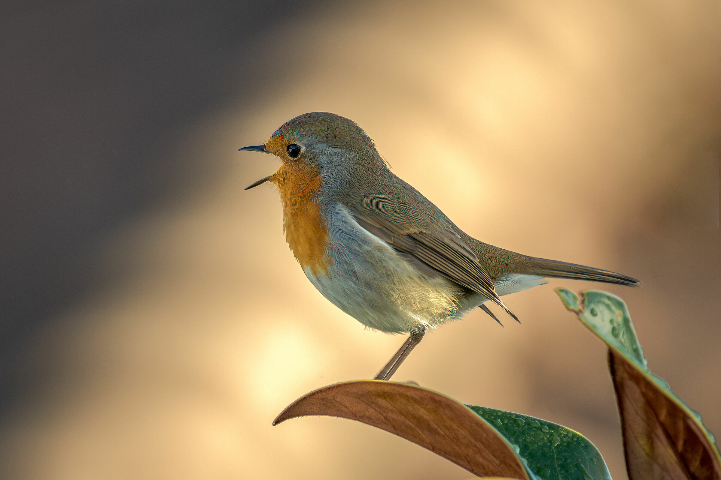 Pettirosso e Magnolia