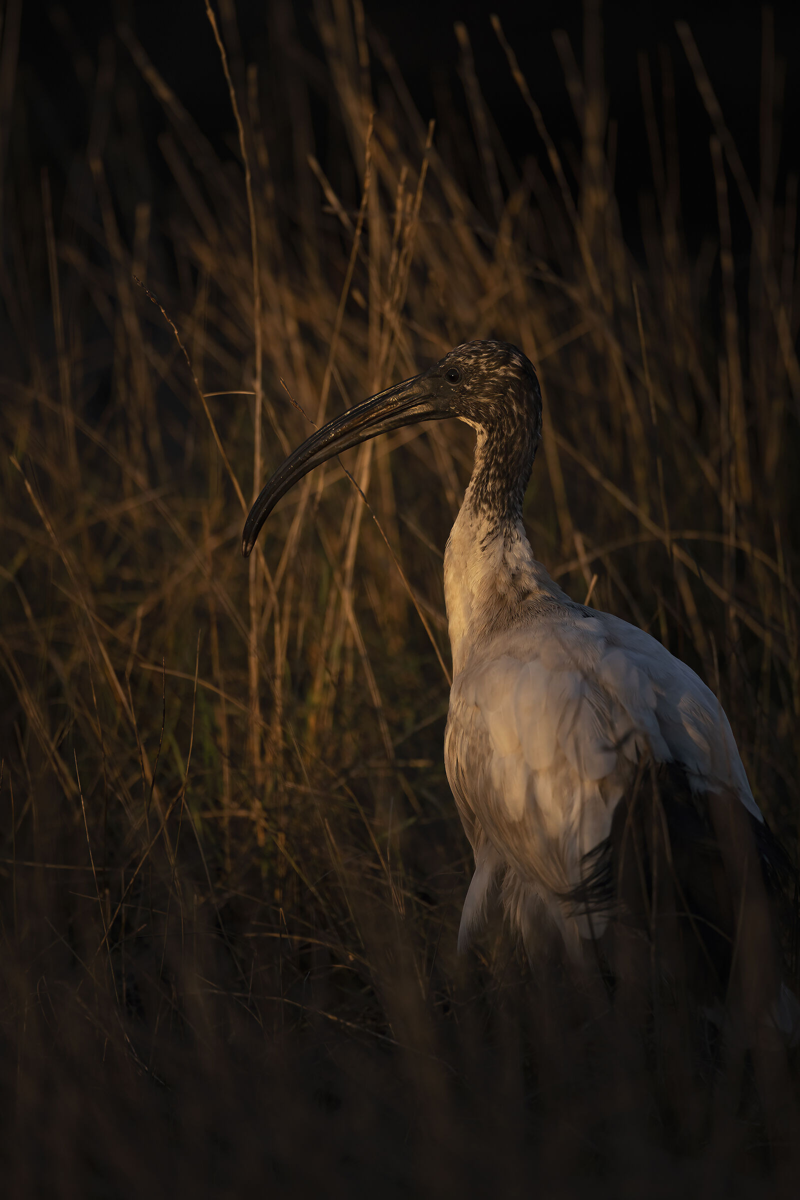 ibis at sunset