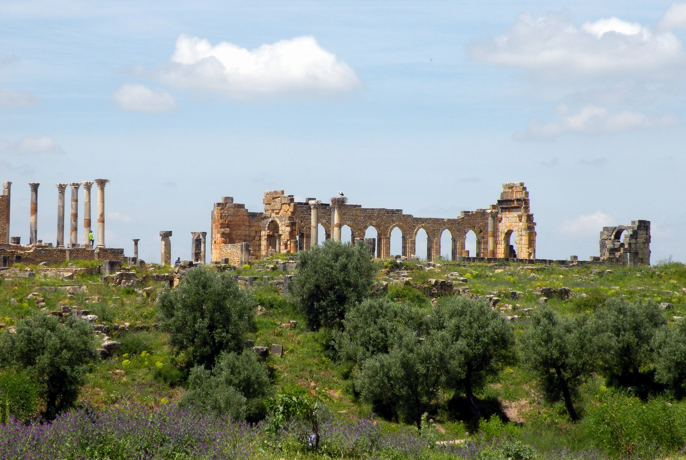 Ulivi tra le rovine di Volubilis