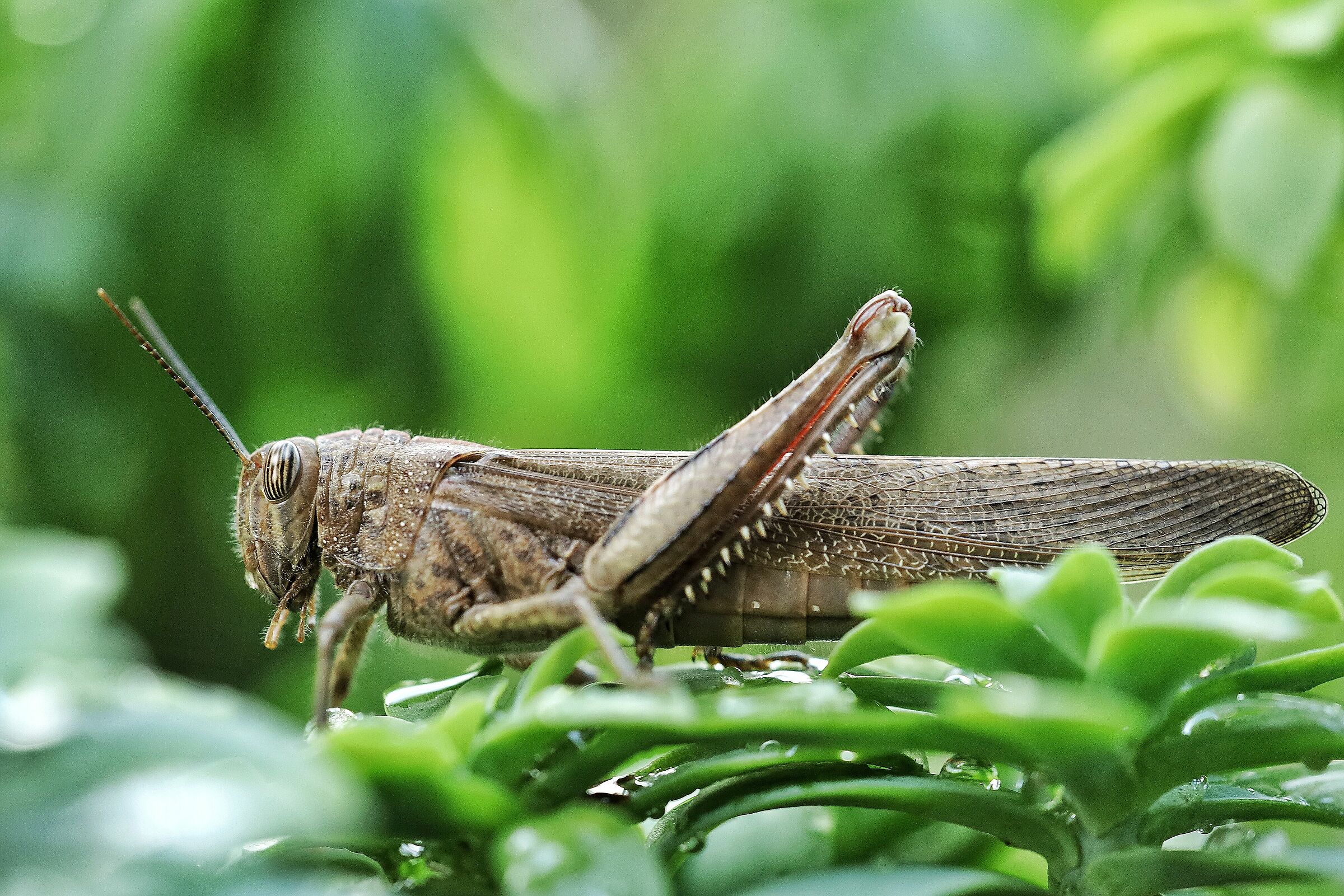 Anacridium aegyptium