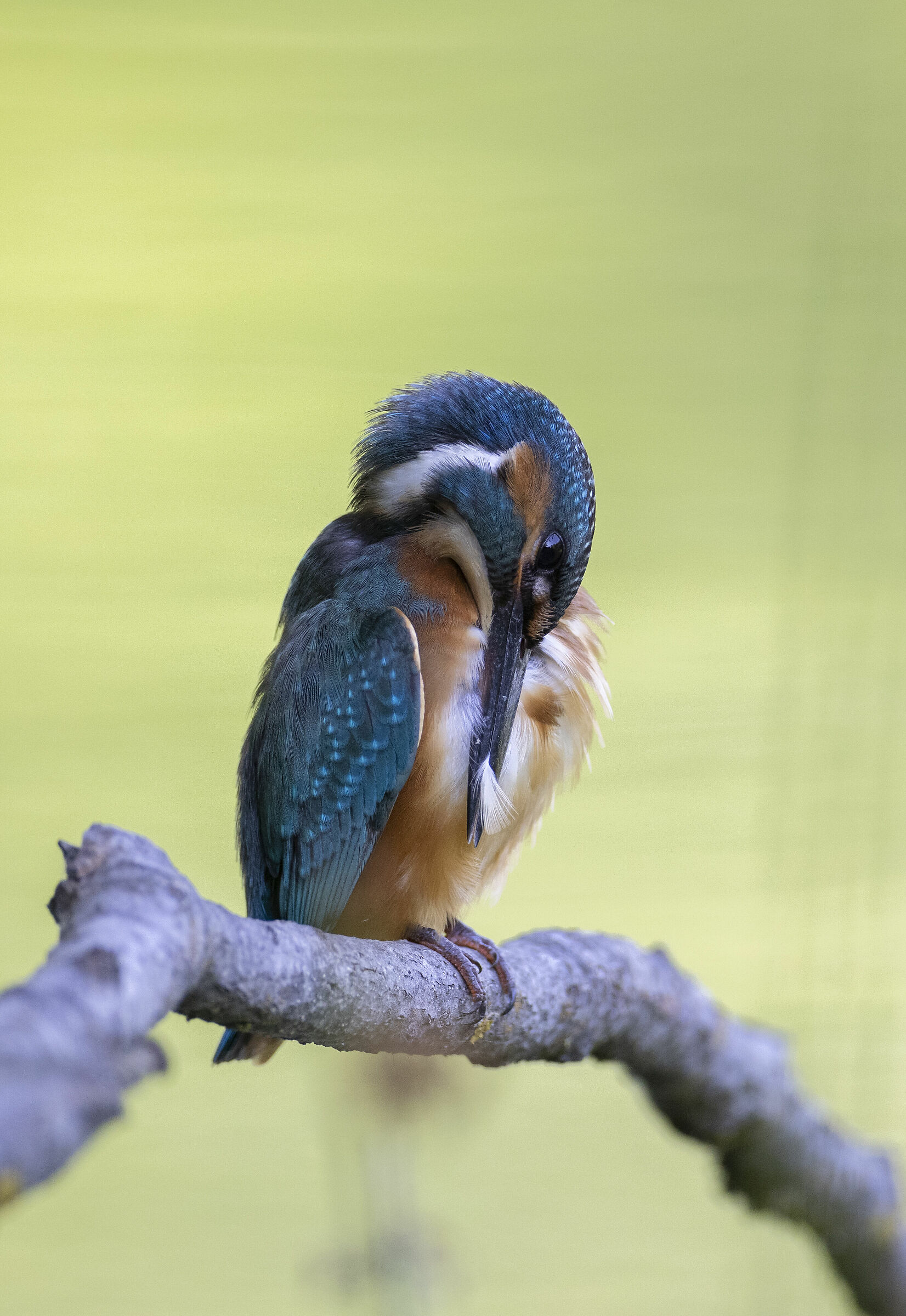 Kingfisher