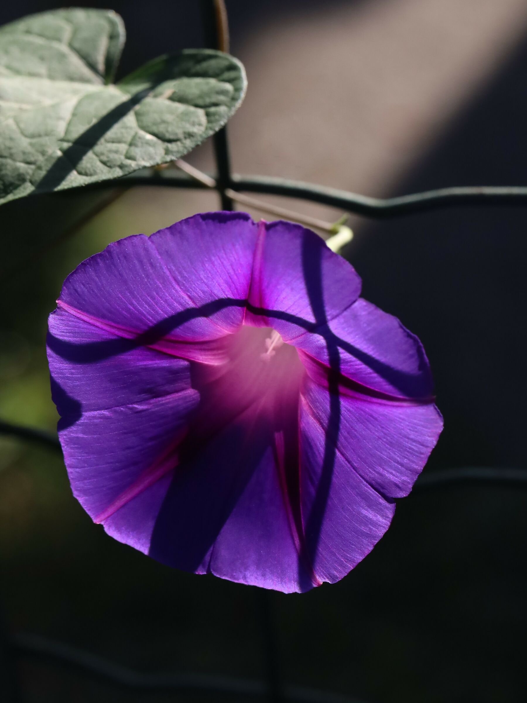 La bellezza antica dell'ipomea