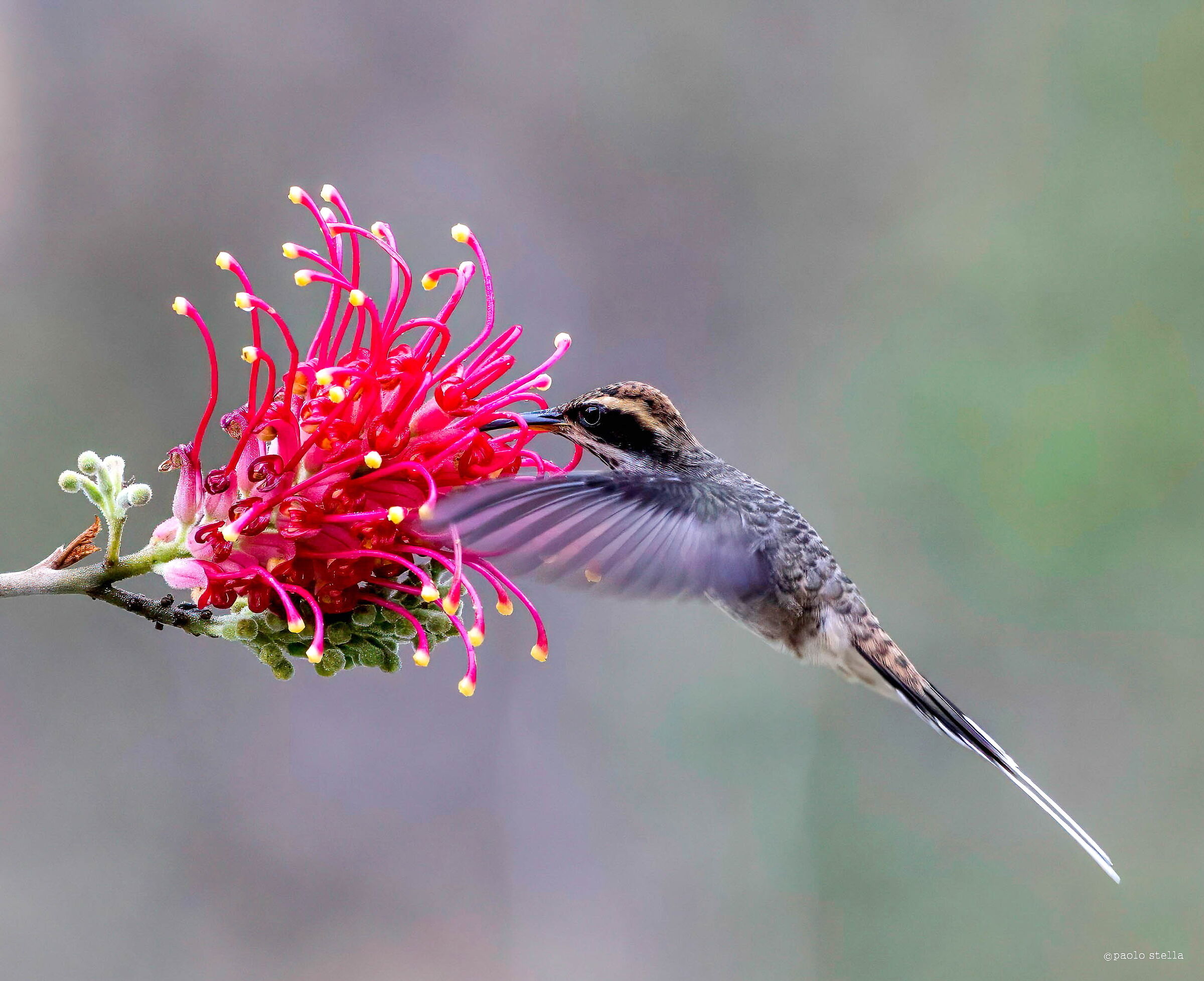 Scaly-throated hermit hummingbird