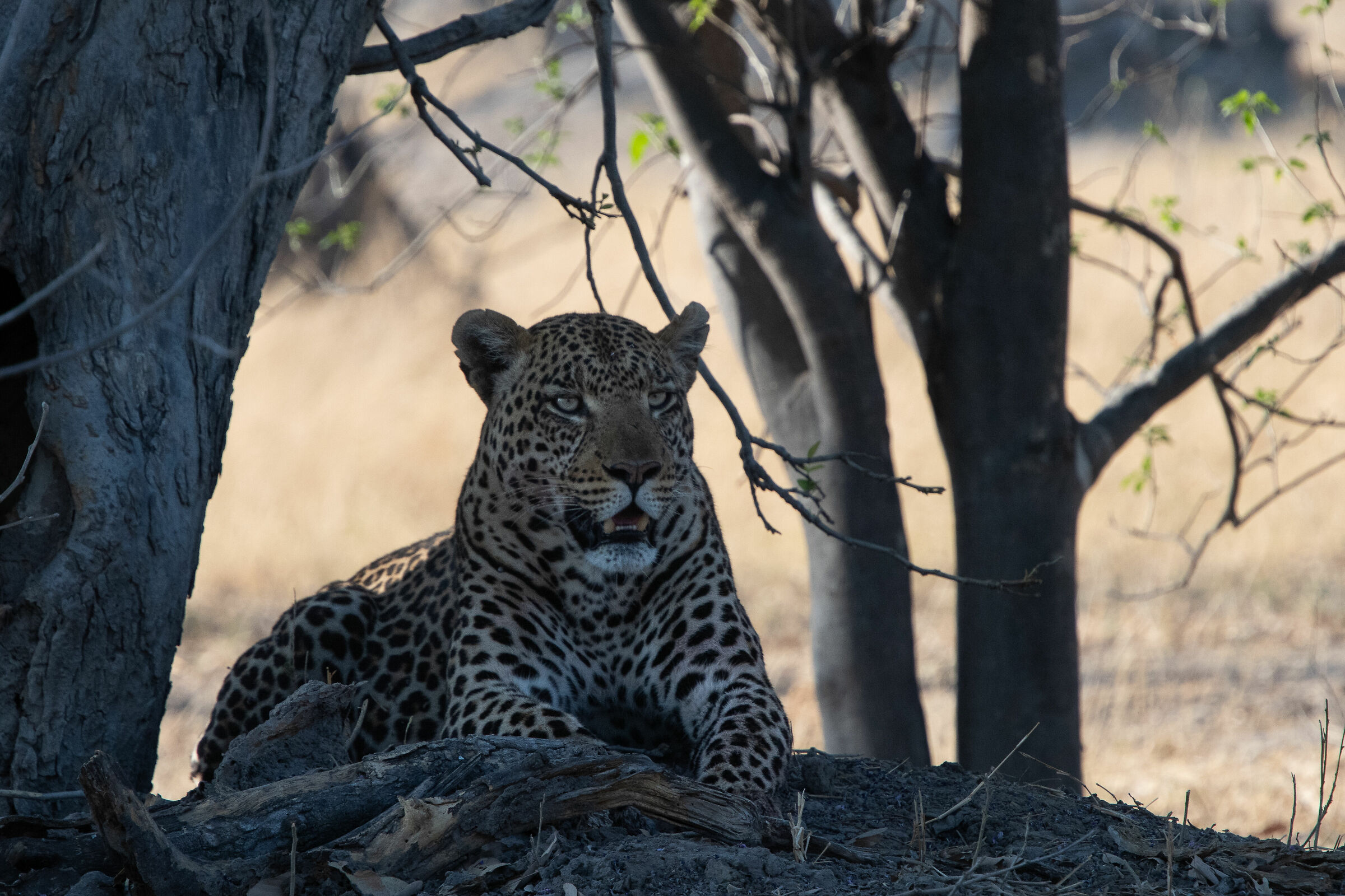 Leopardo, Savuti national Park