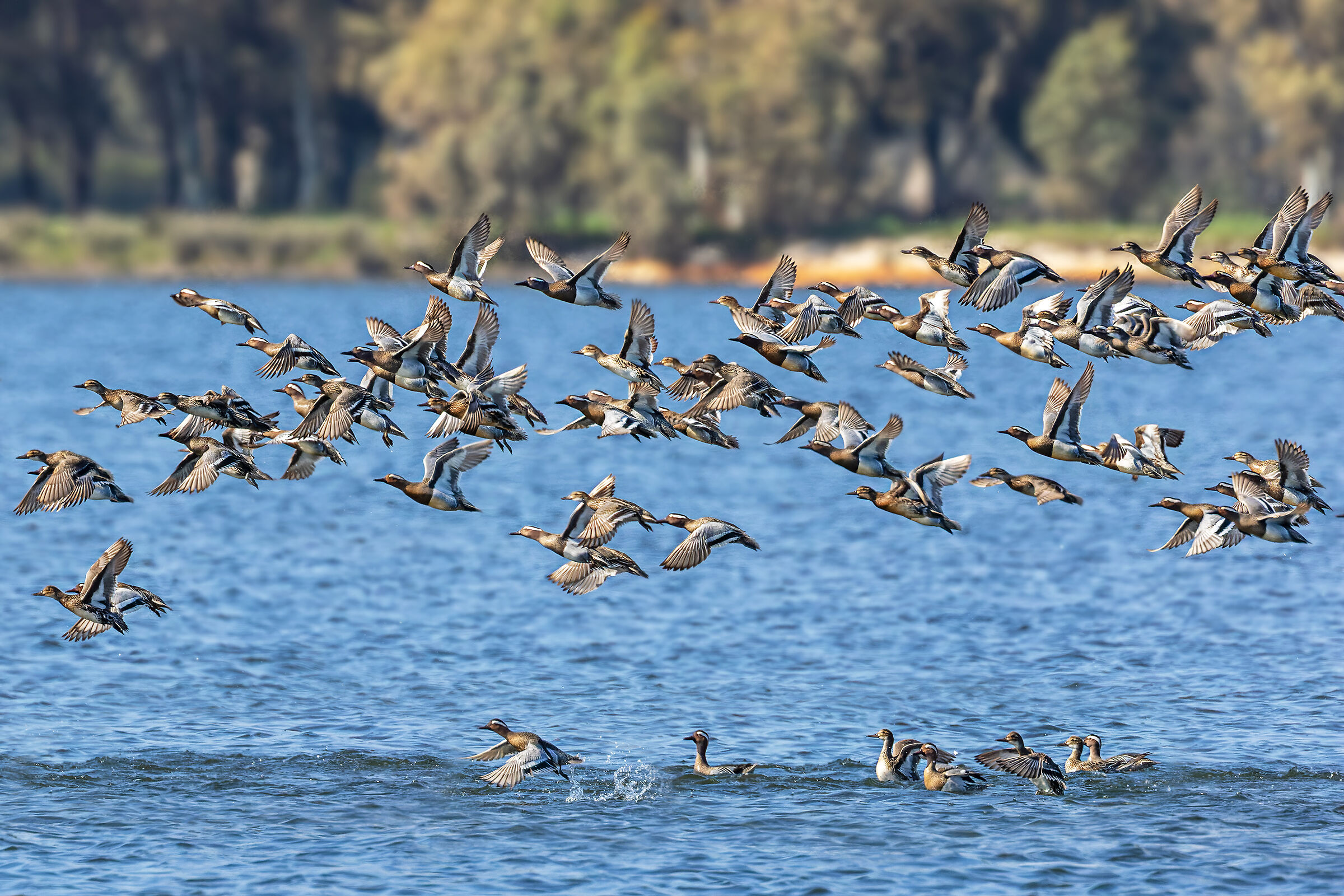 The Garganey Migration