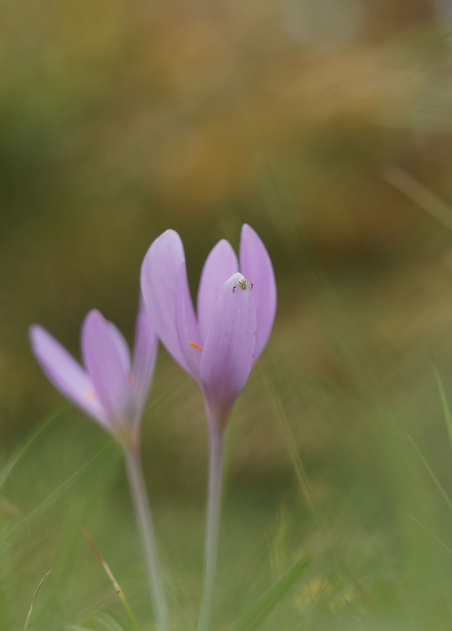 Ragnetto sul colchico autunnale