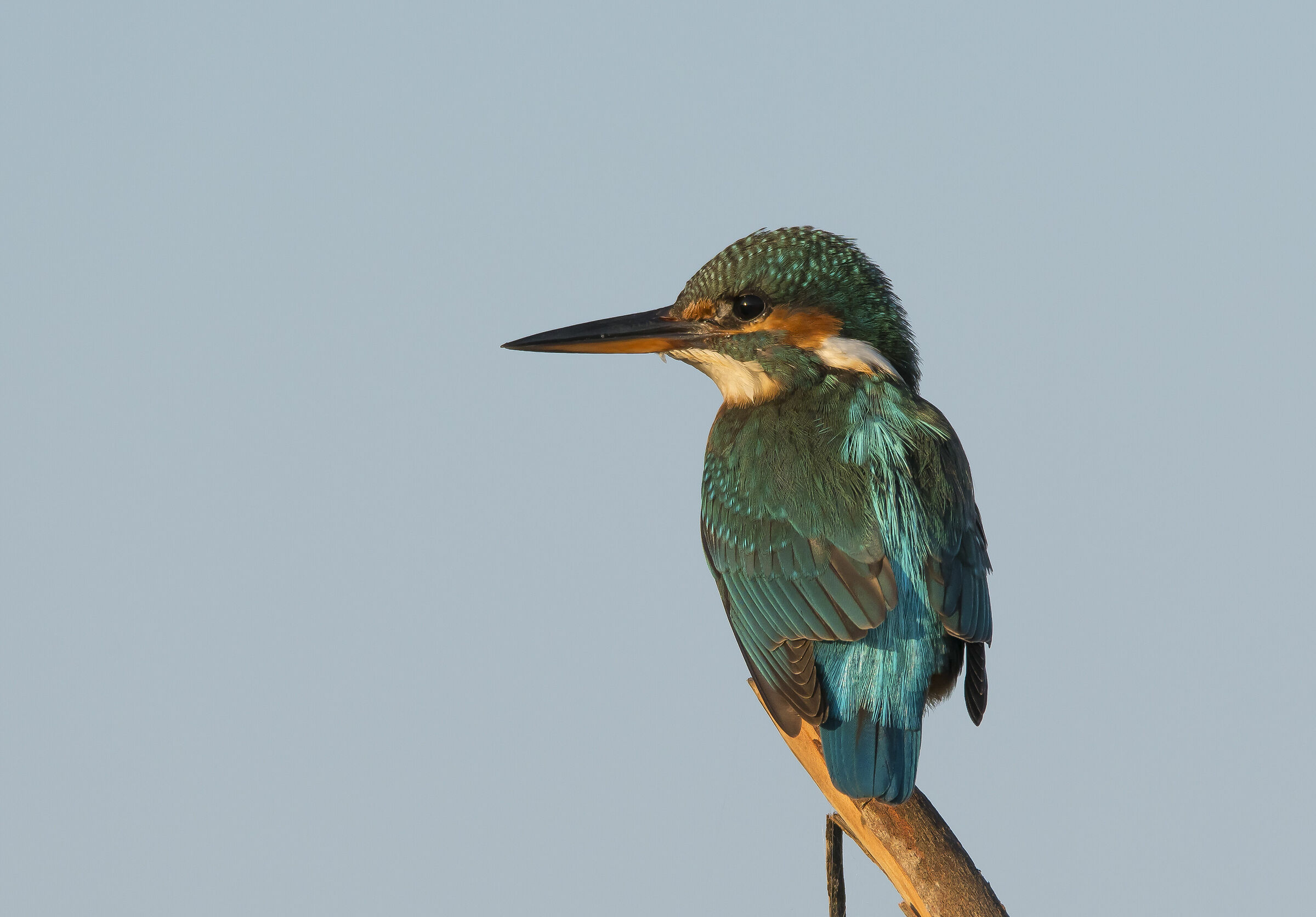 Kingfisher