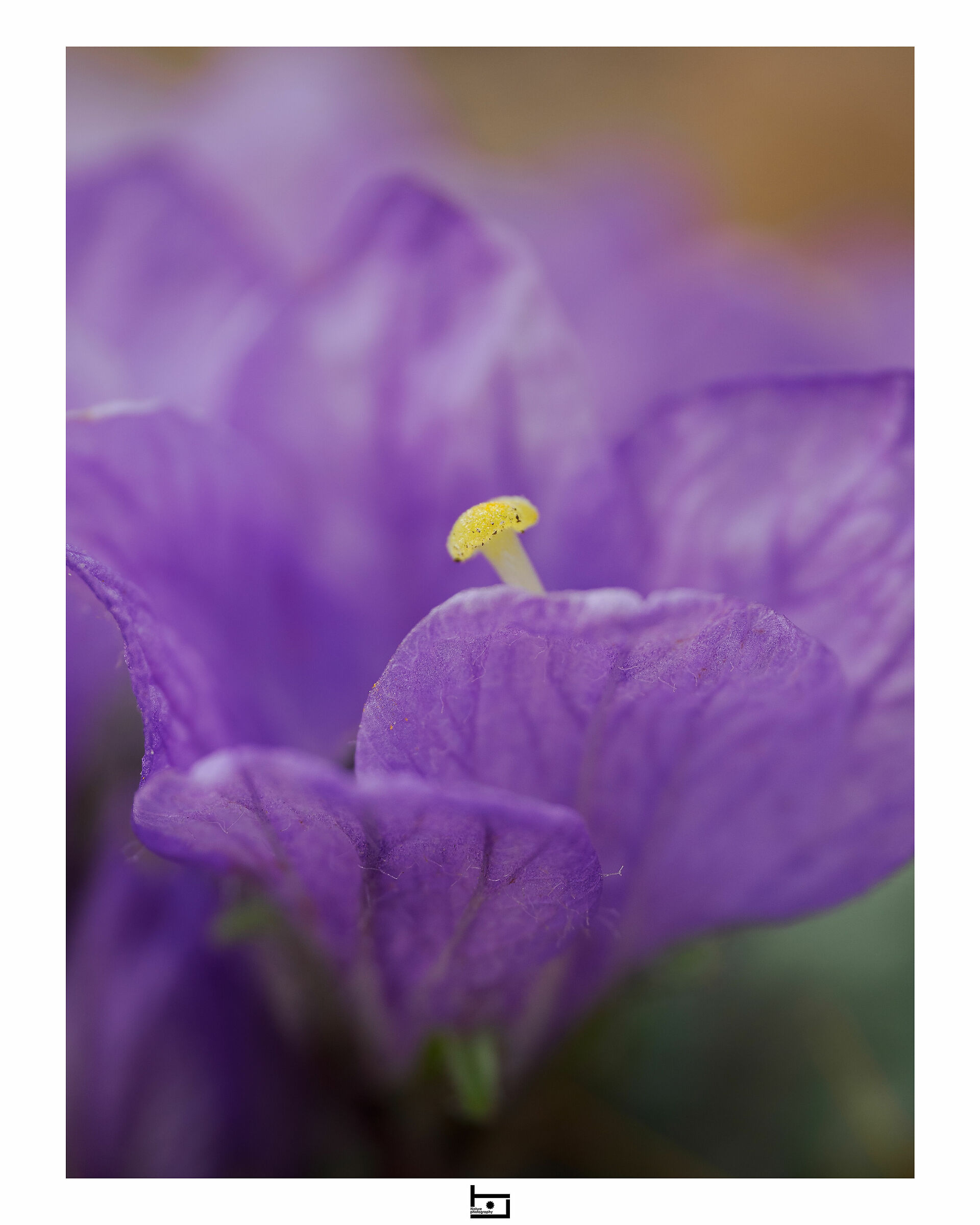 Dentro la mandragora