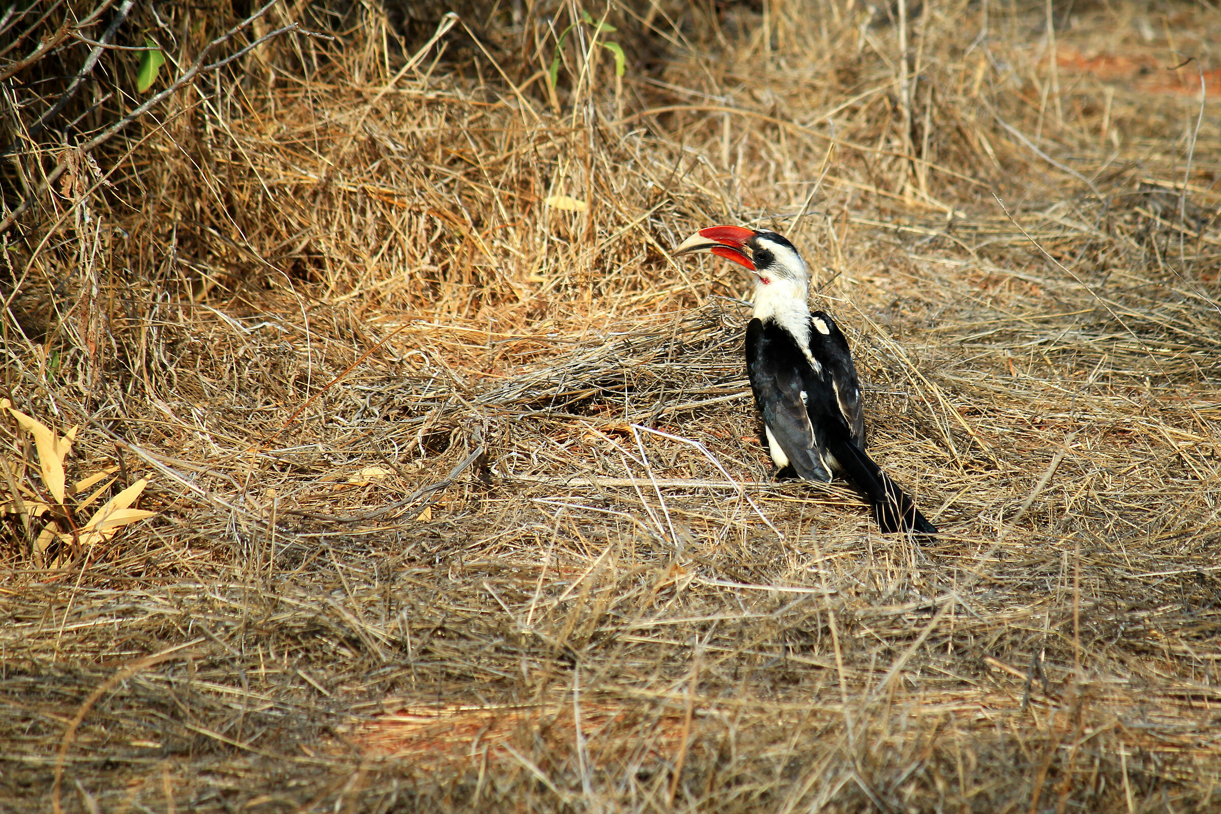 Buceretto di Von der Decken