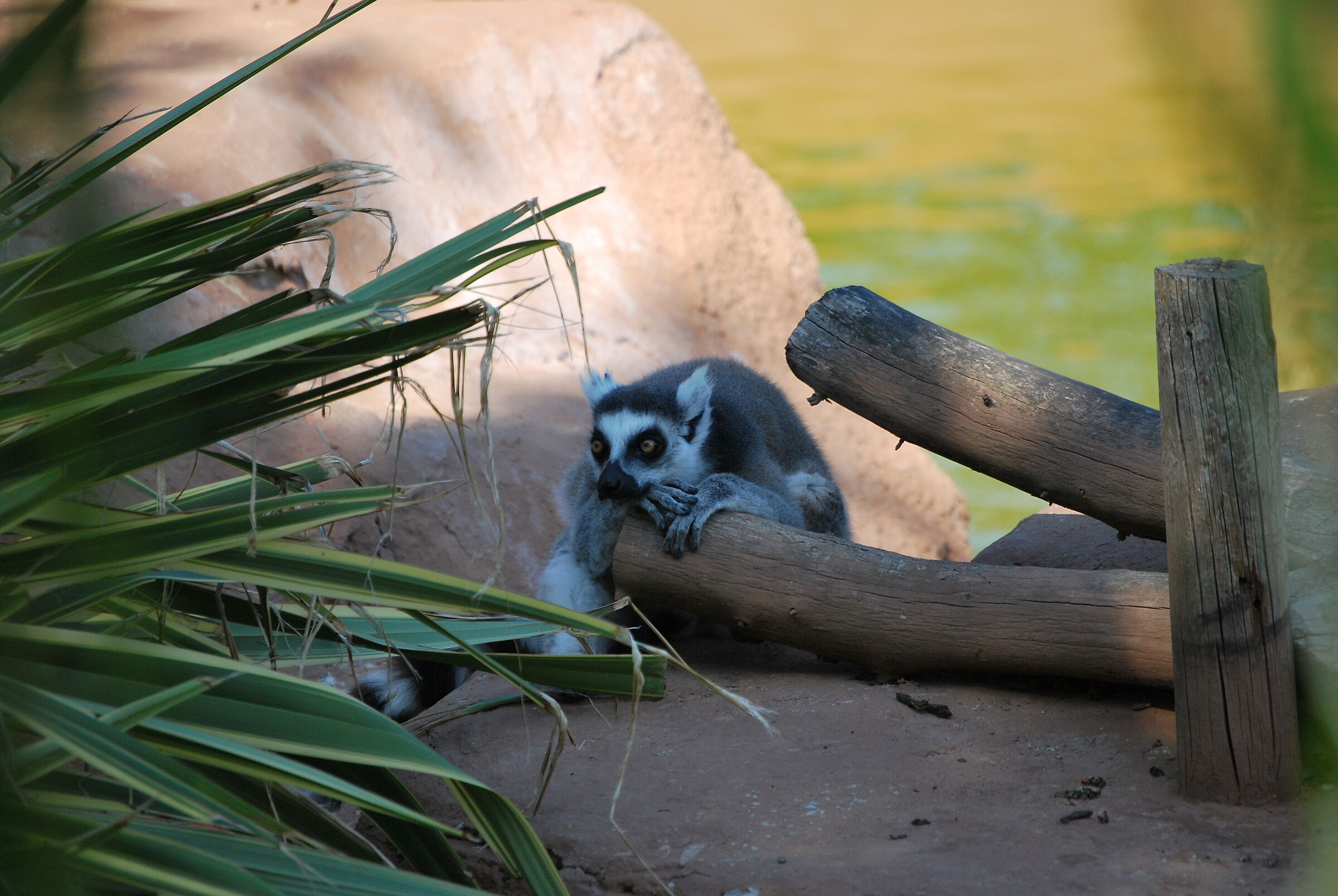 I'm waiting!! (ZOO SAFARI)