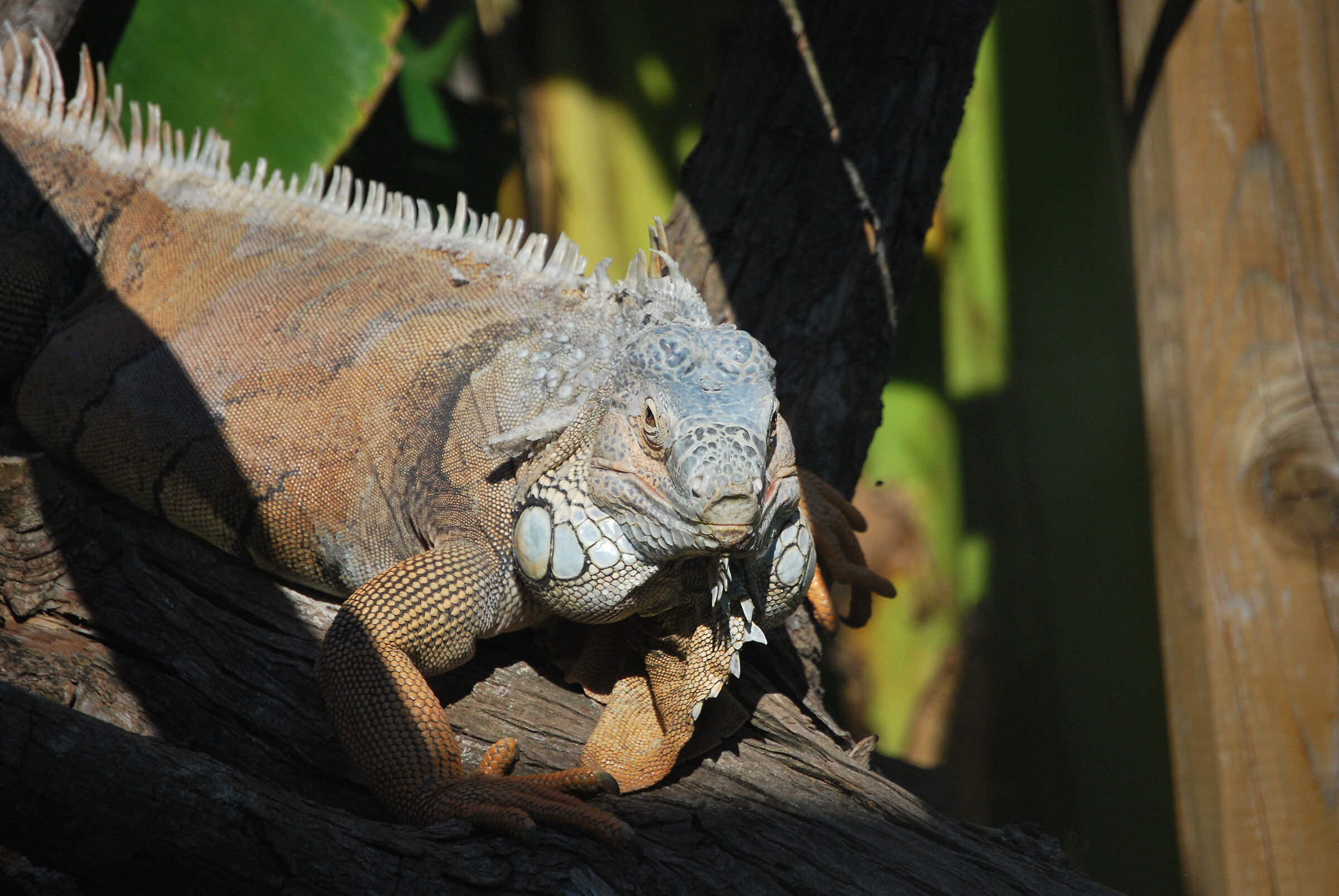 I see you!! (ZOO SAFARI)