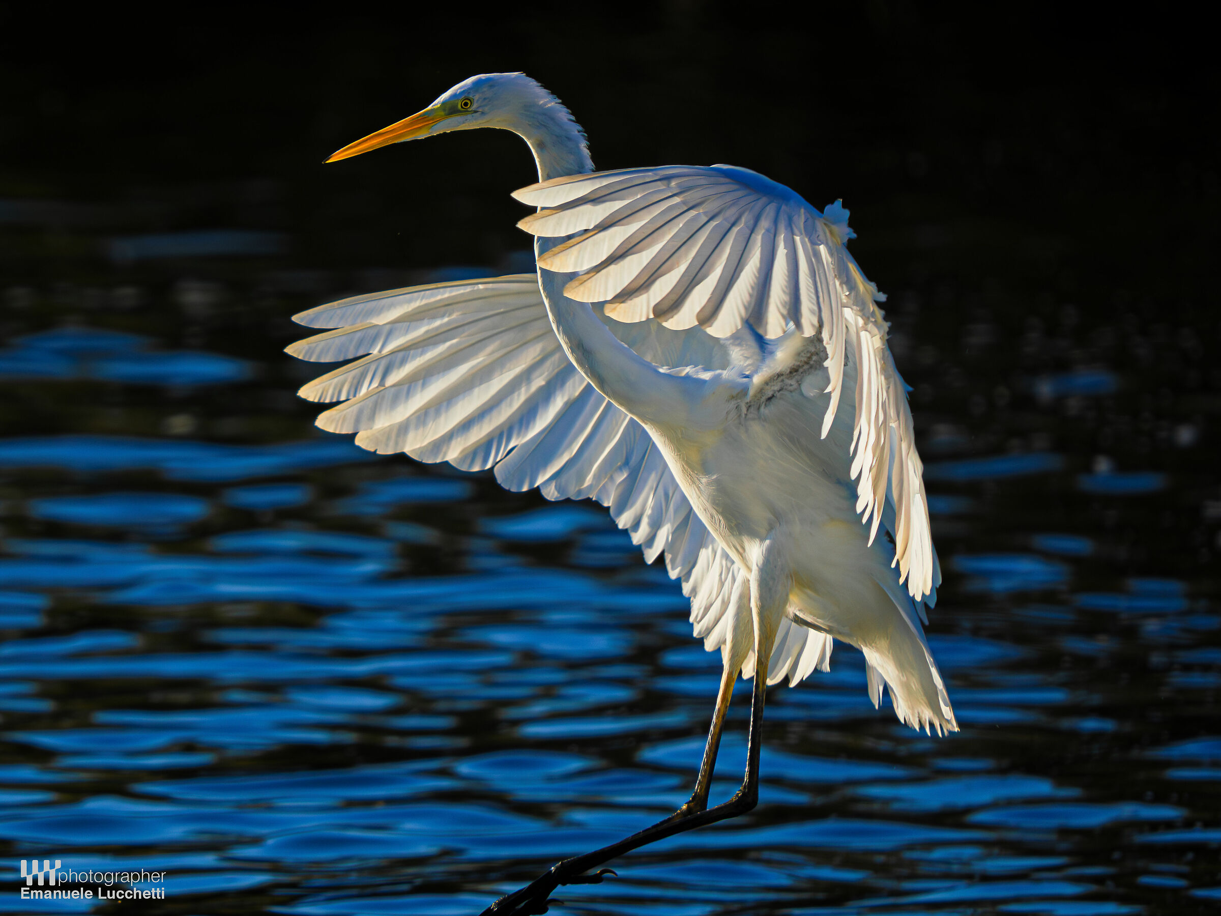 Airone bianco maggiore