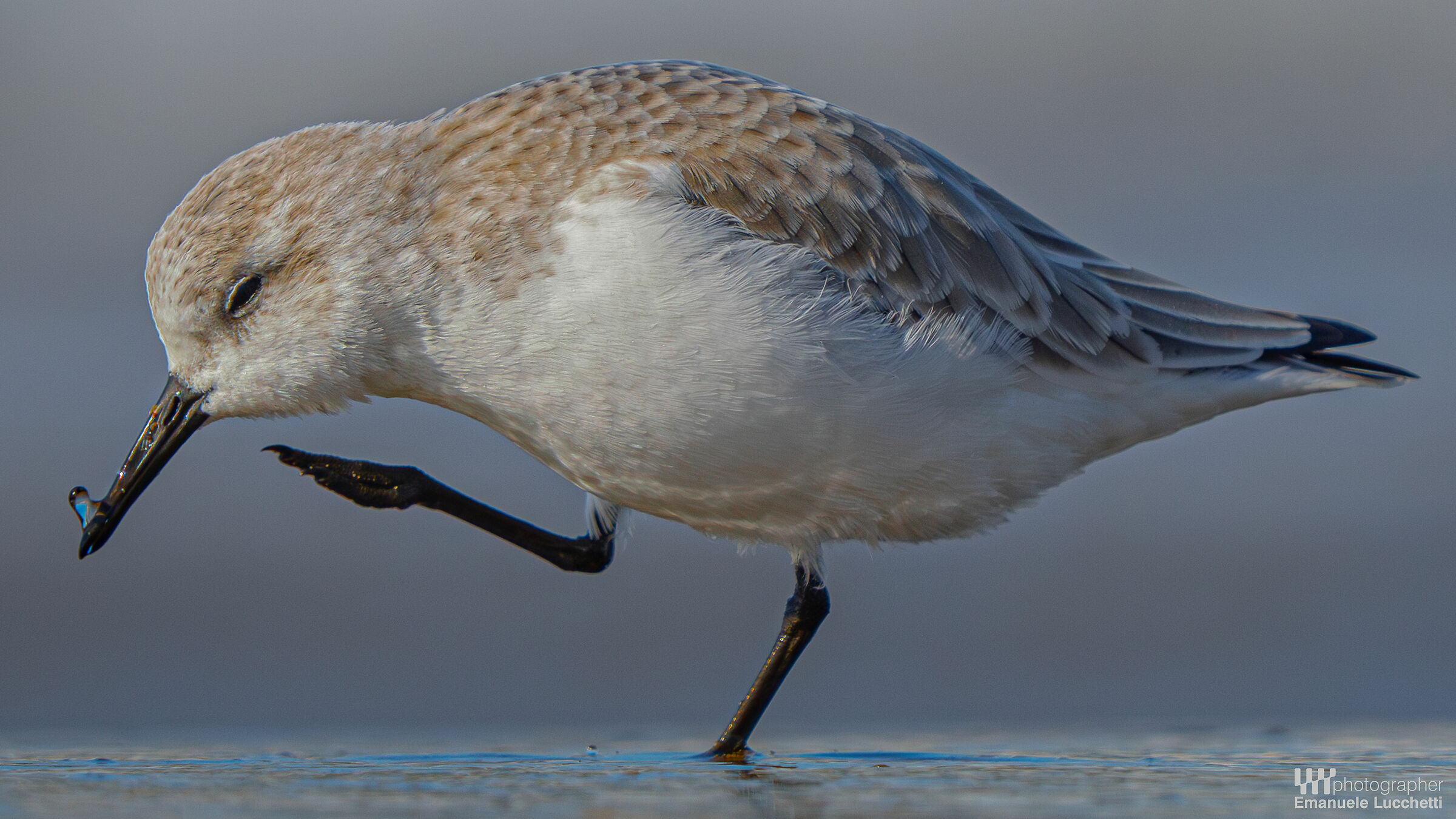 Piovanello tridattilo