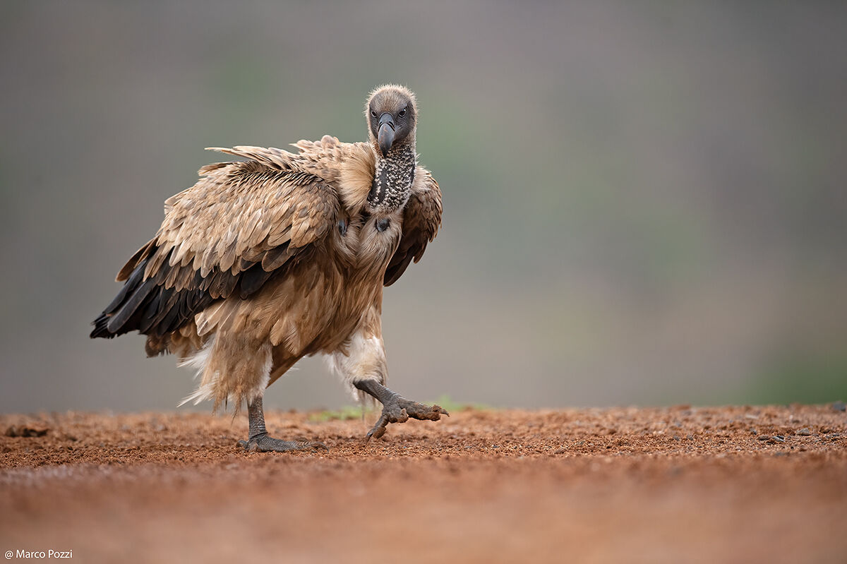 Vulture