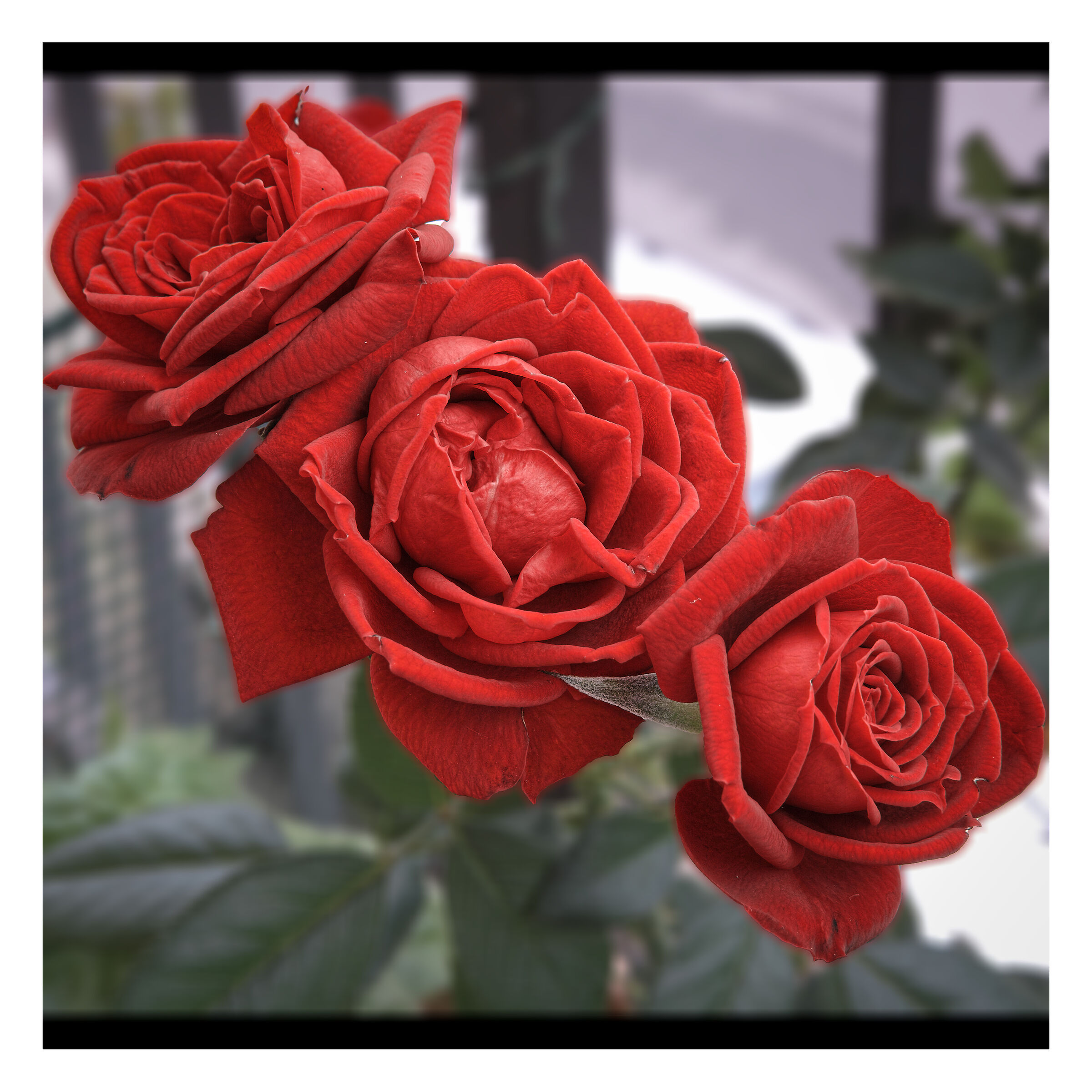 Rosa, varietà Merrill Vulgaris..