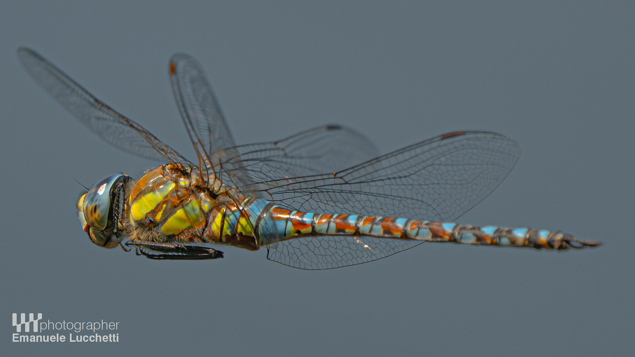 Dragonfly
