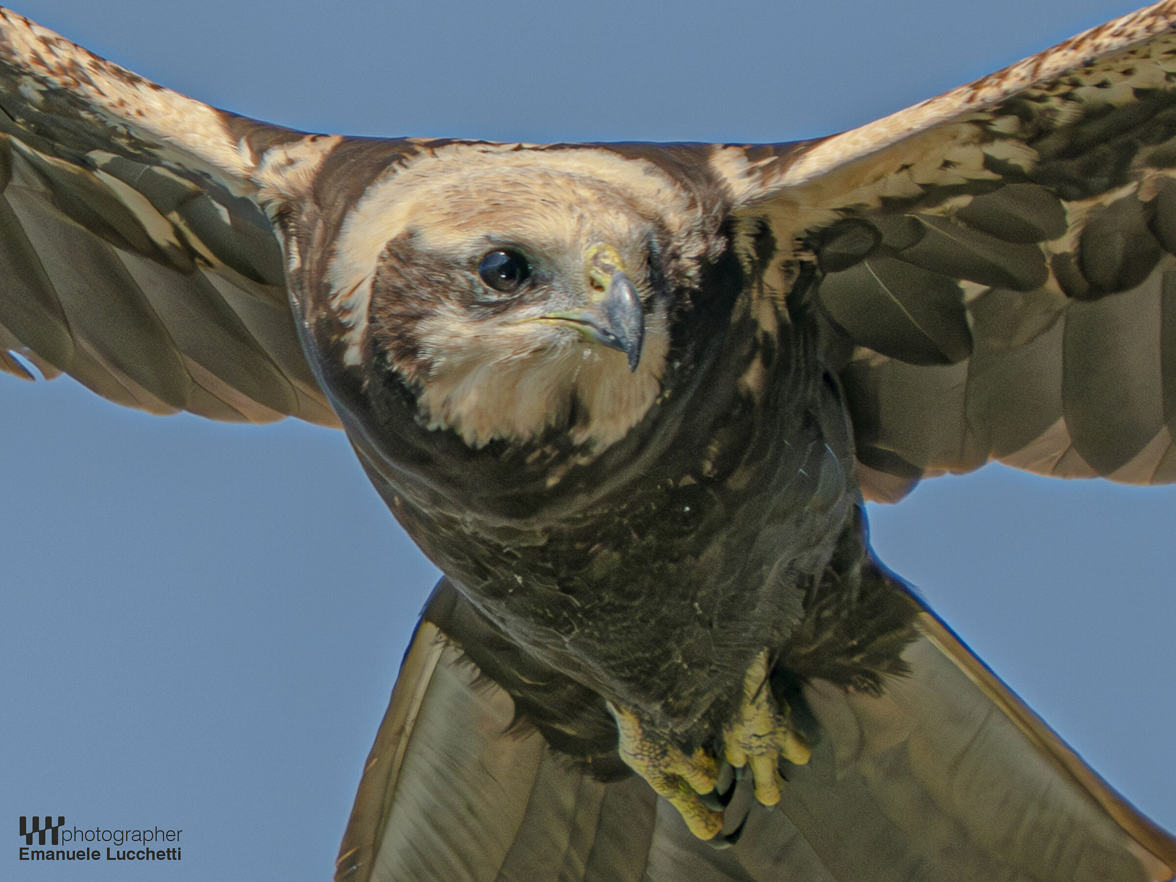 Falco di palude (female