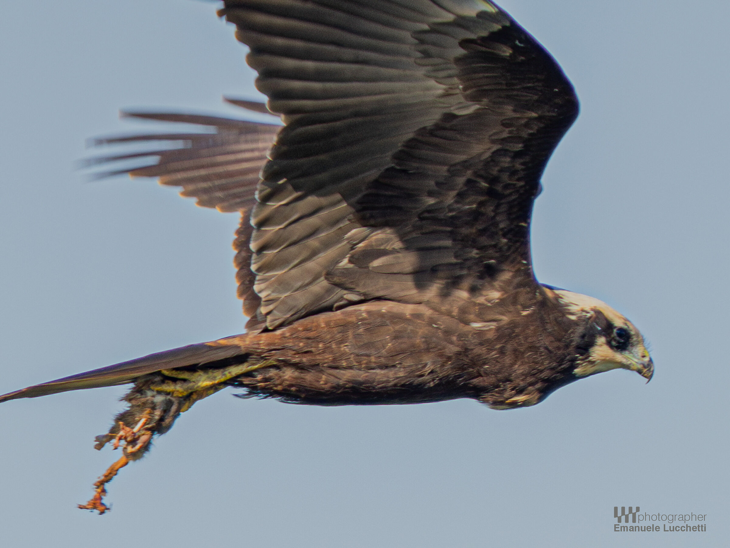 Falco di palude (female) con preda