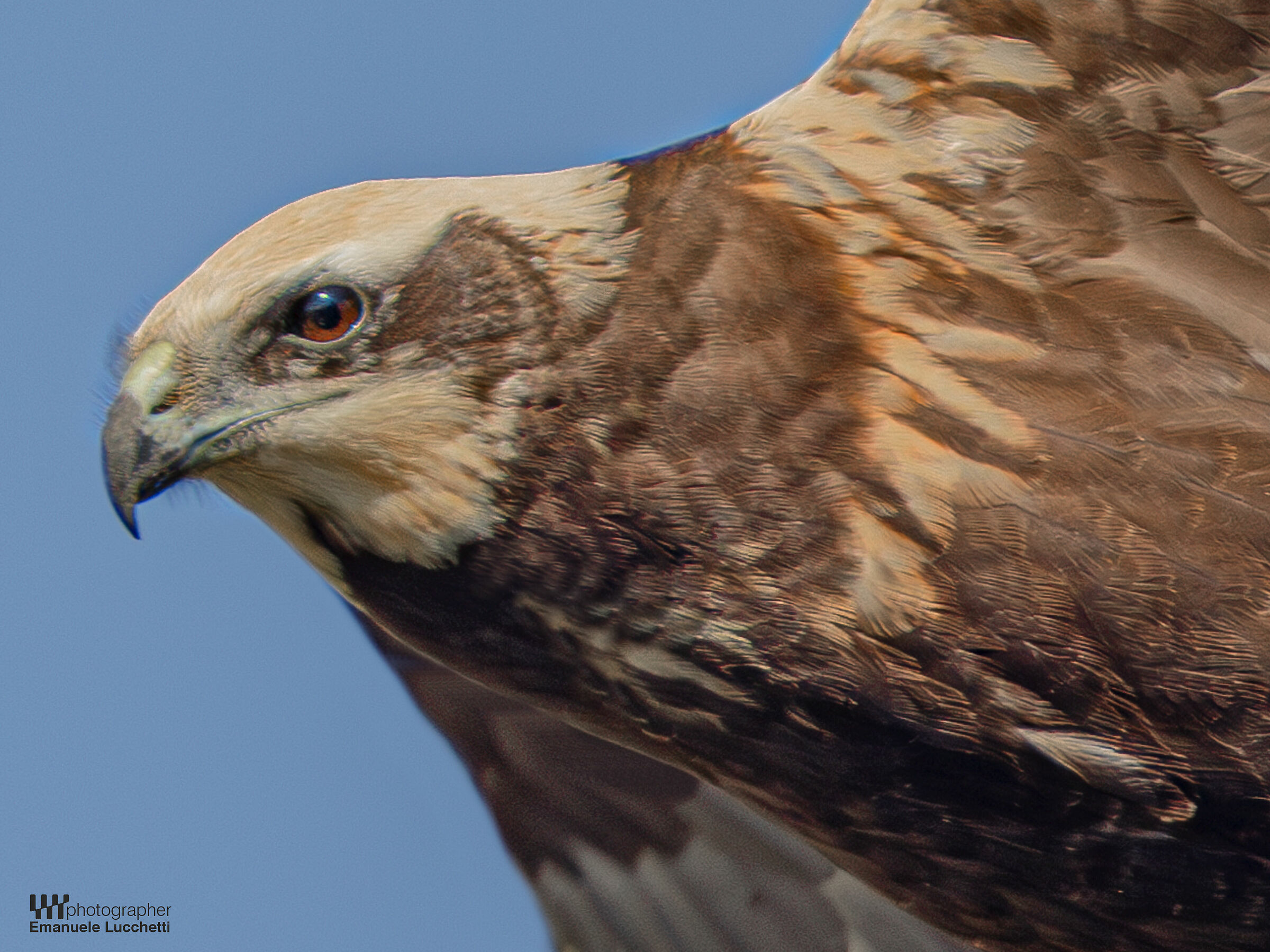 Falco di palude (female)