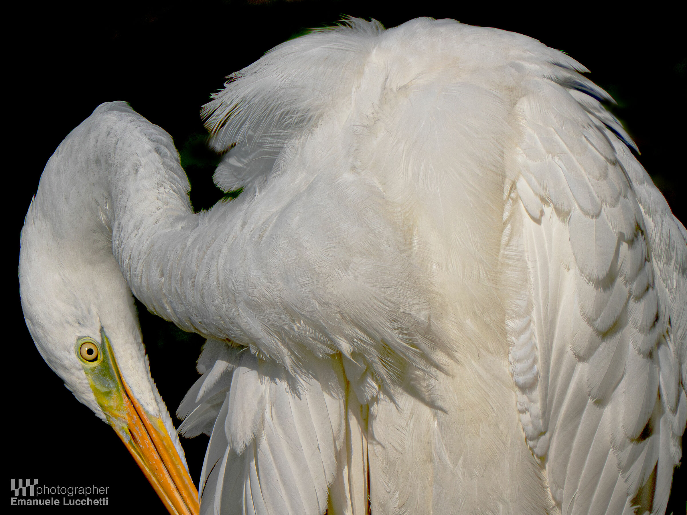 Airone bianco maggiore