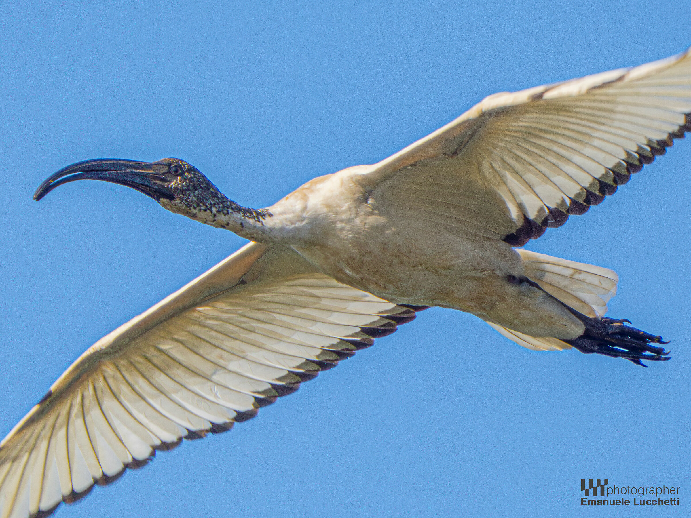Sacred Ibis
