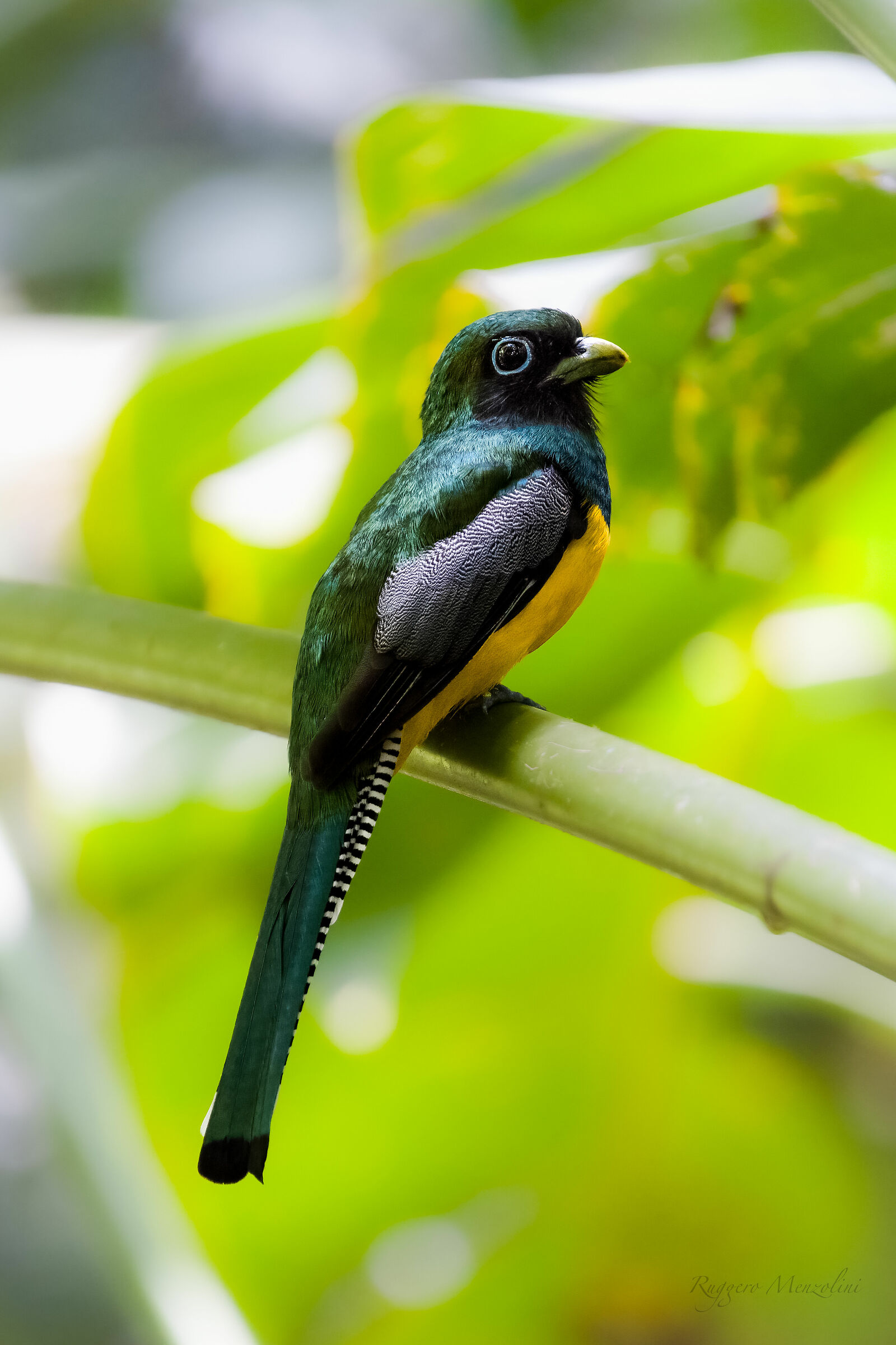Black-throated trogon
