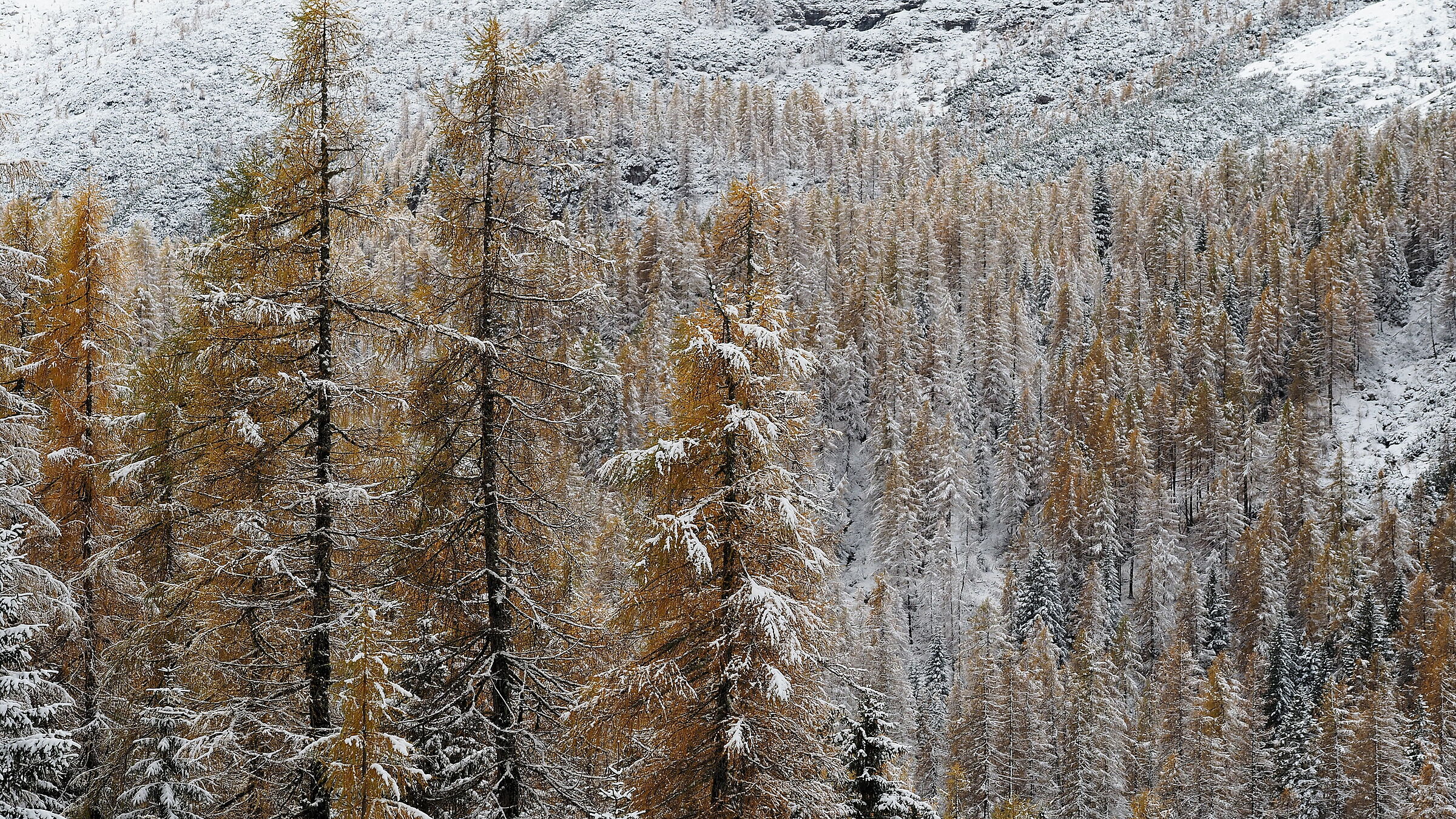 Custodi del silenzio