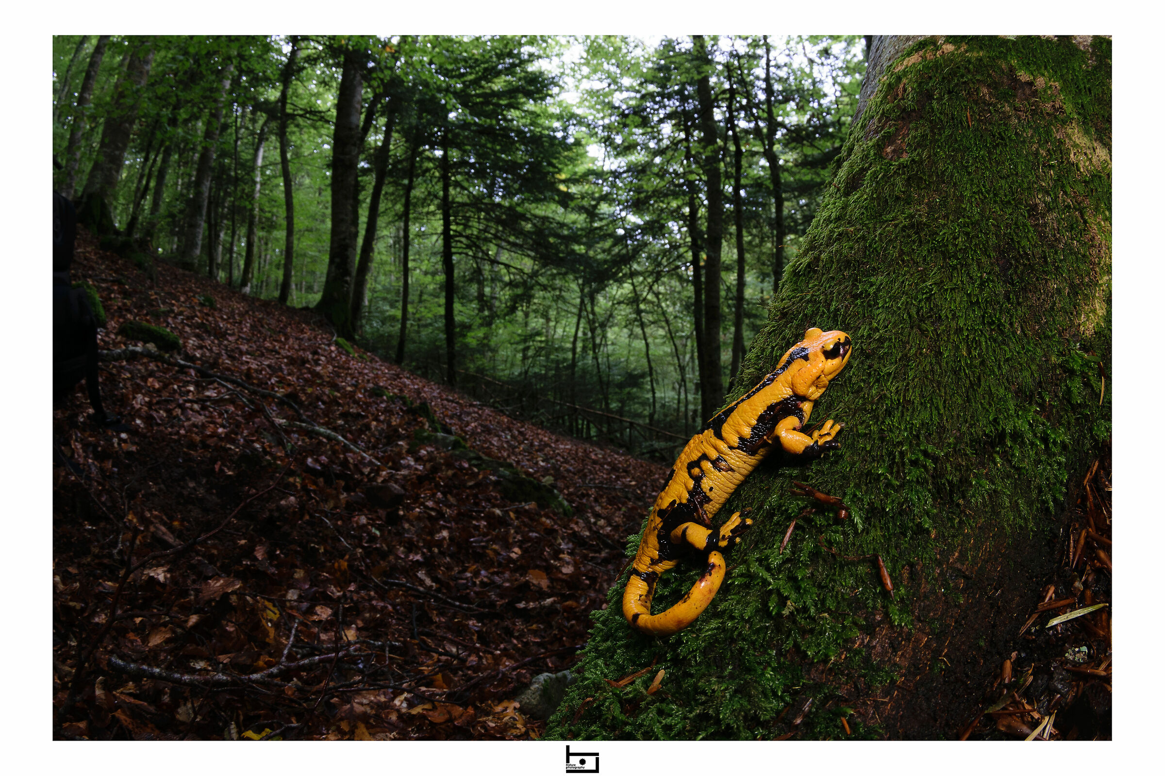 Salamandra ambientata