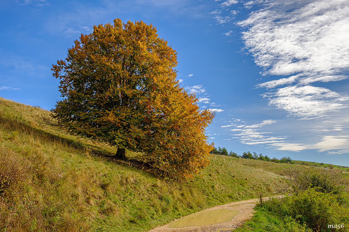 I faggi di Novezzina - Monte Baldo