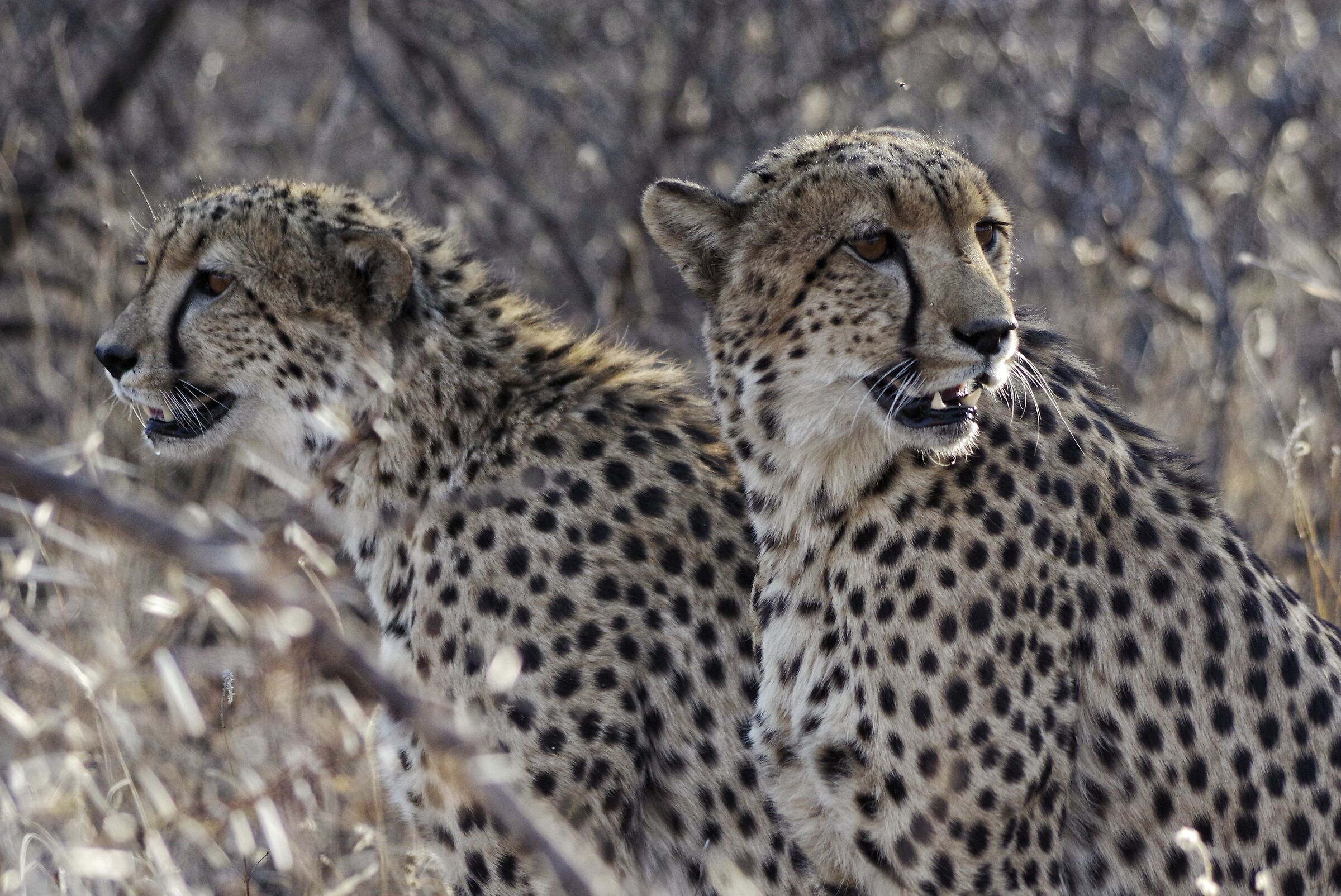 In search of the third.