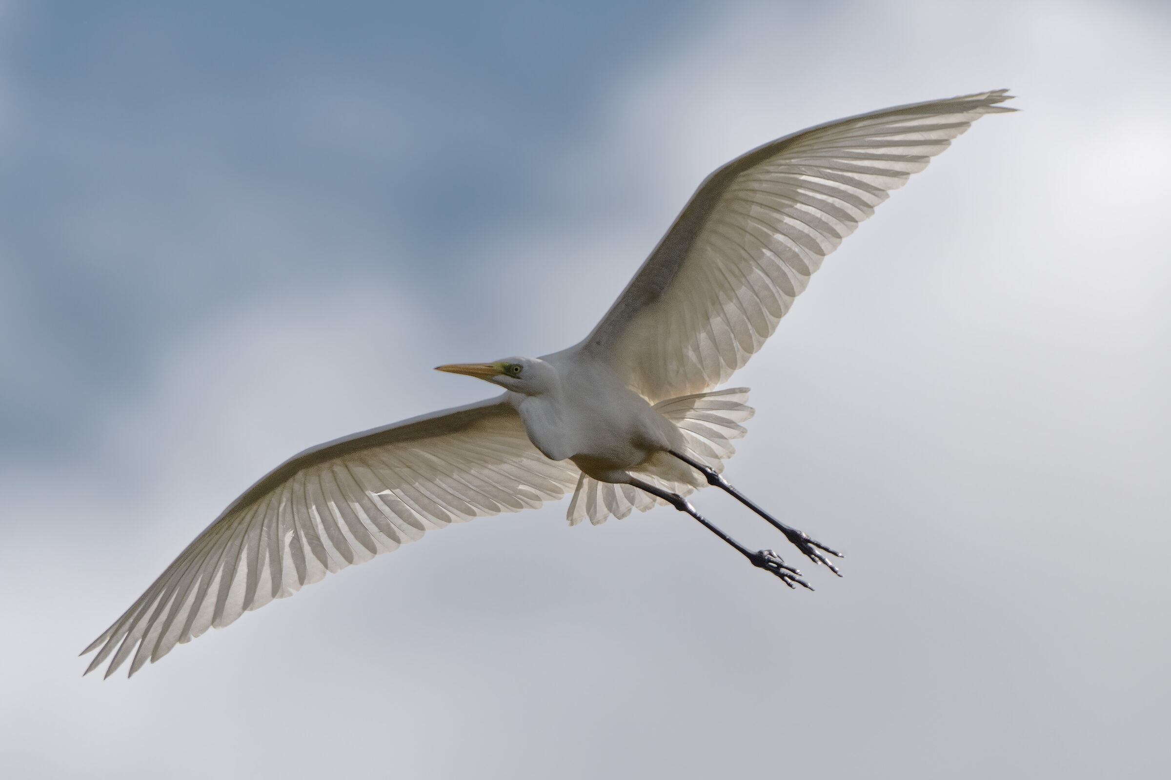 Controluce all' Airone bianco...