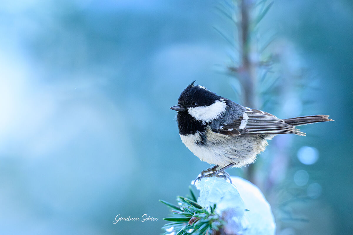 The first snow for the black