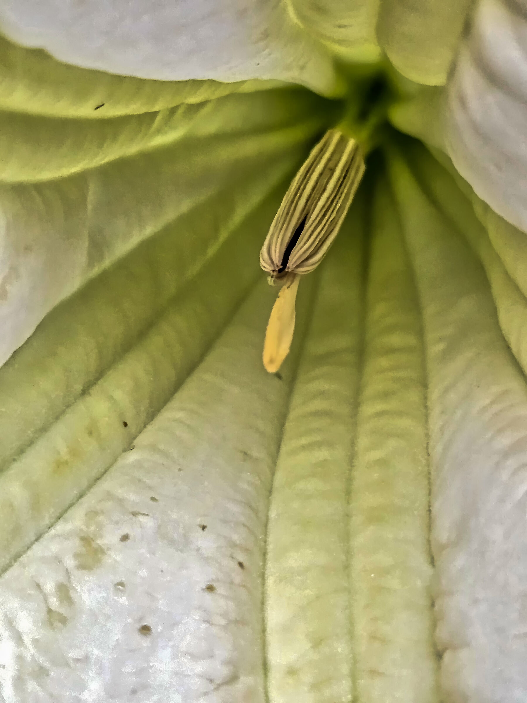 Floral Peduncle (with Galaxy)