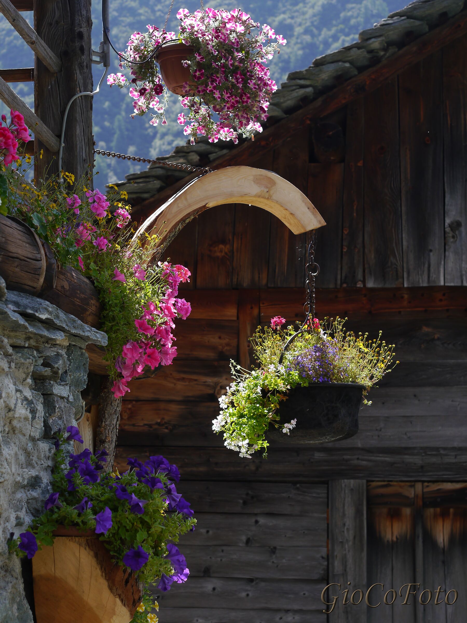 Abbaglianti fioriture