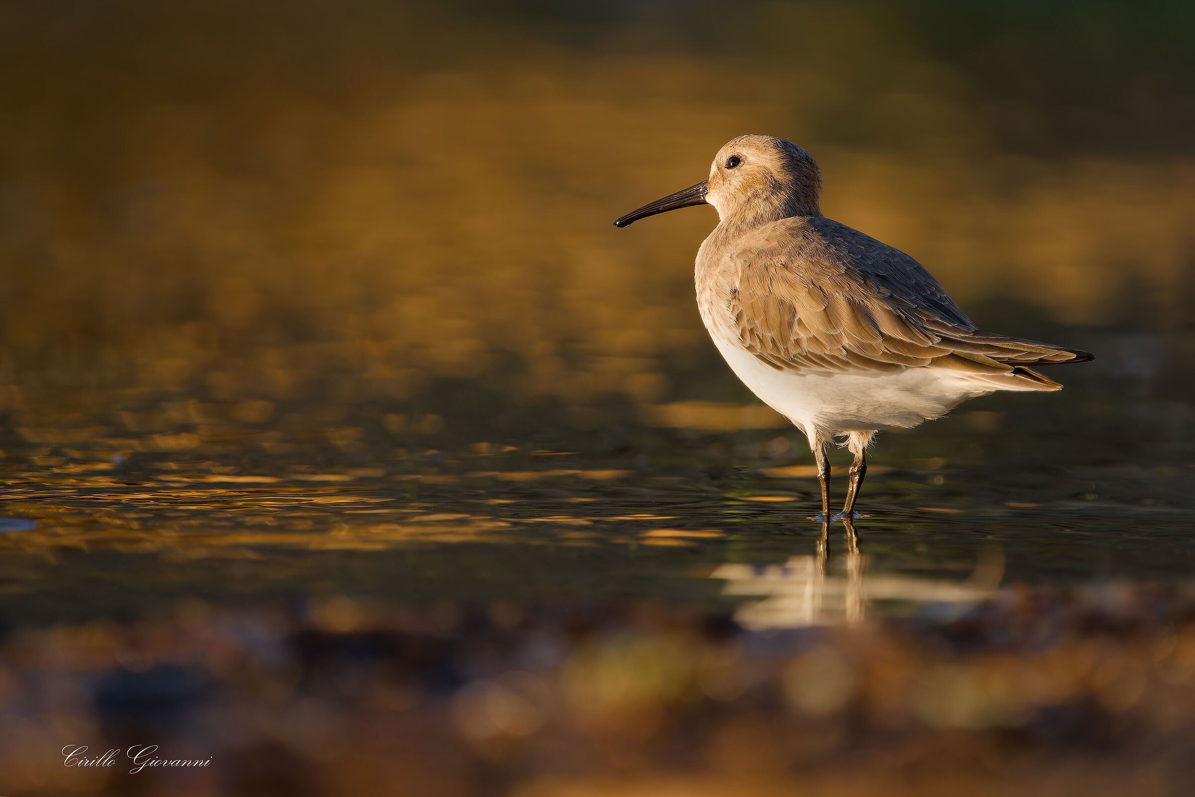 dunlin