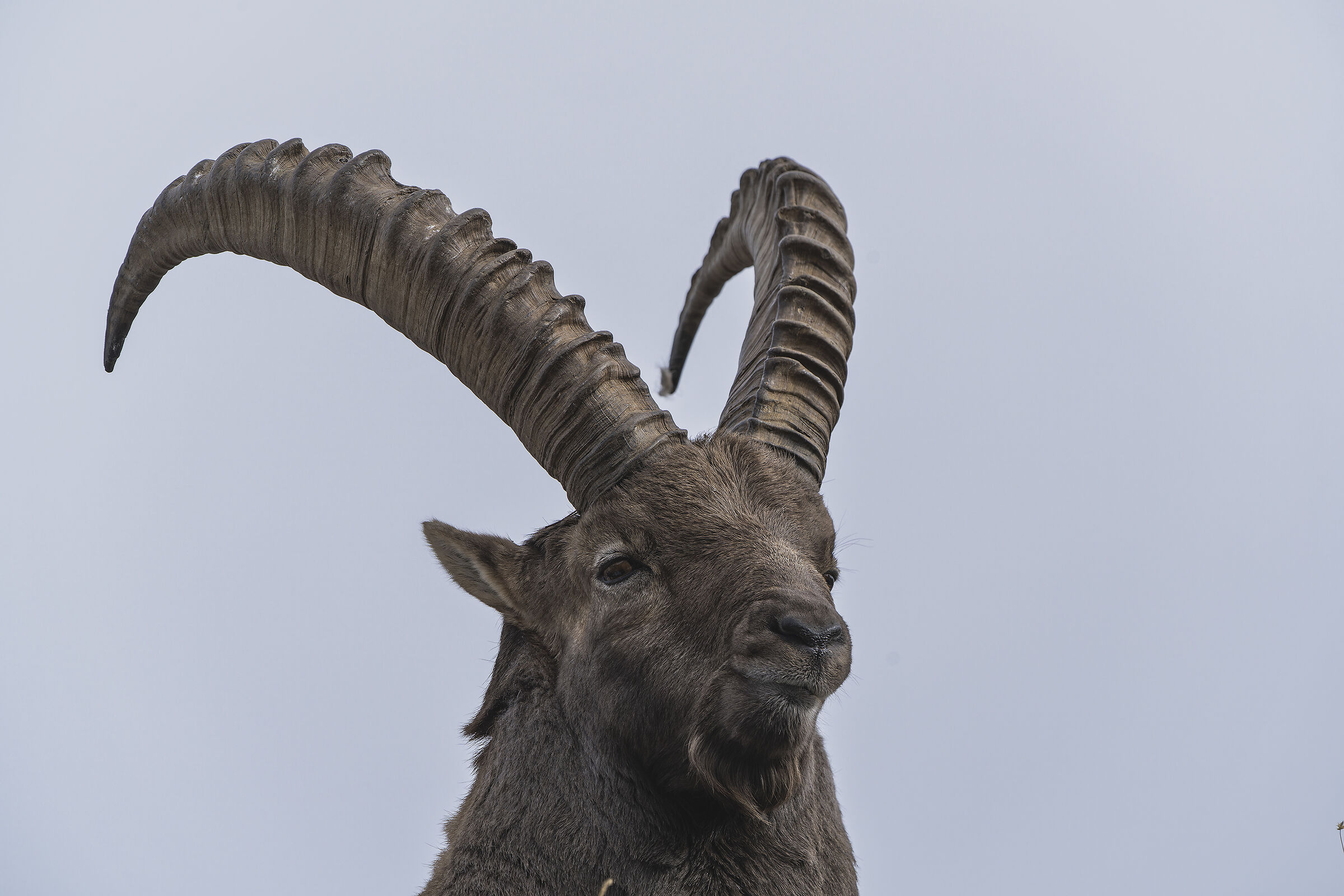 Julian Alps Ibex